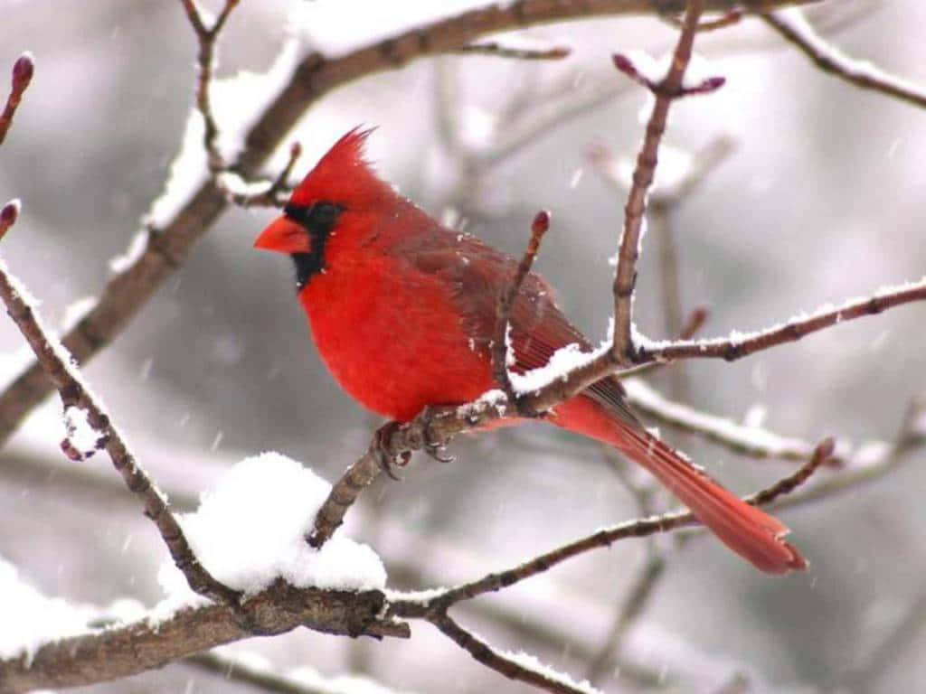 Snow Bird 桌布 壁紙 — 一隻鮮紅色的雄性紅衣主教鳥棲息在灑滿雪的樹枝上，背景是柔和的冬日景色。