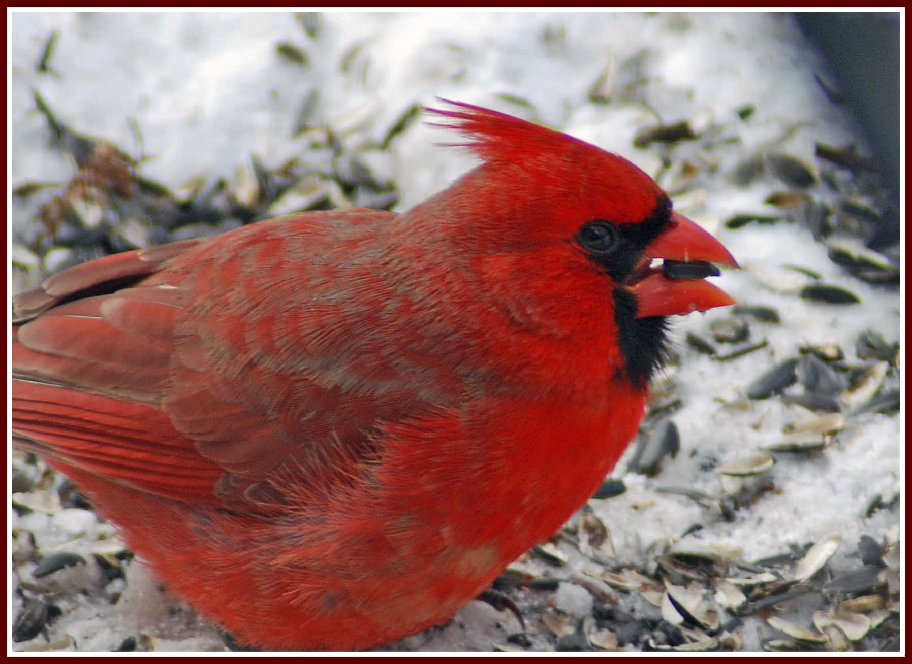 Cardinal 桌布 壁紙 — 一隻鮮紅色的雄性紅衣鳳頭鳥，帶有黑色面具和冠羽，站在雪地上，周圍散落著向日葵種子。