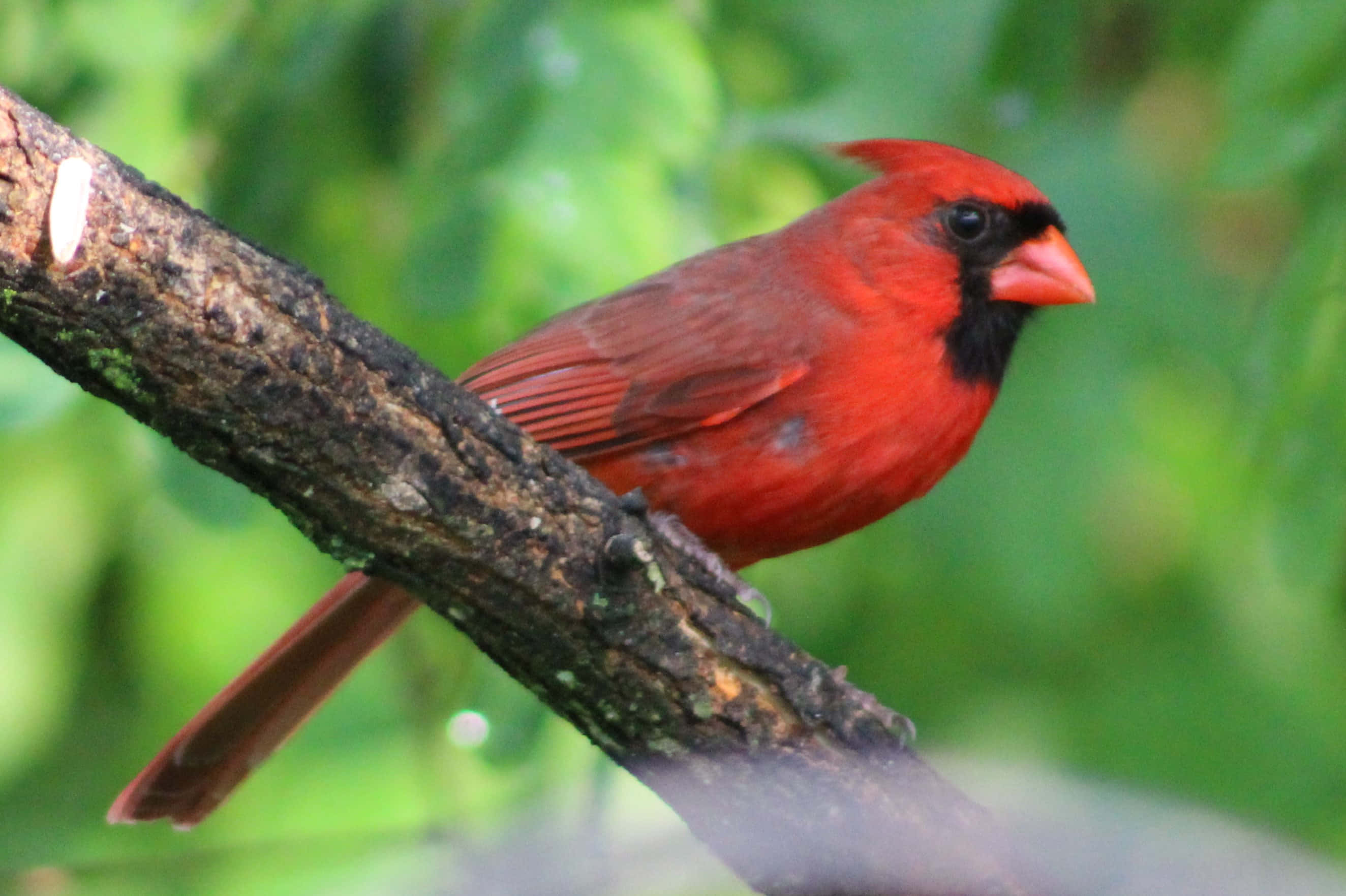 Cardinal 桌布 壁紙 — 一隻鮮紅色的雄性紅衣鳳頭鳥棲息在長滿苔蘚的樹枝上，背景是柔和的綠色樹葉。