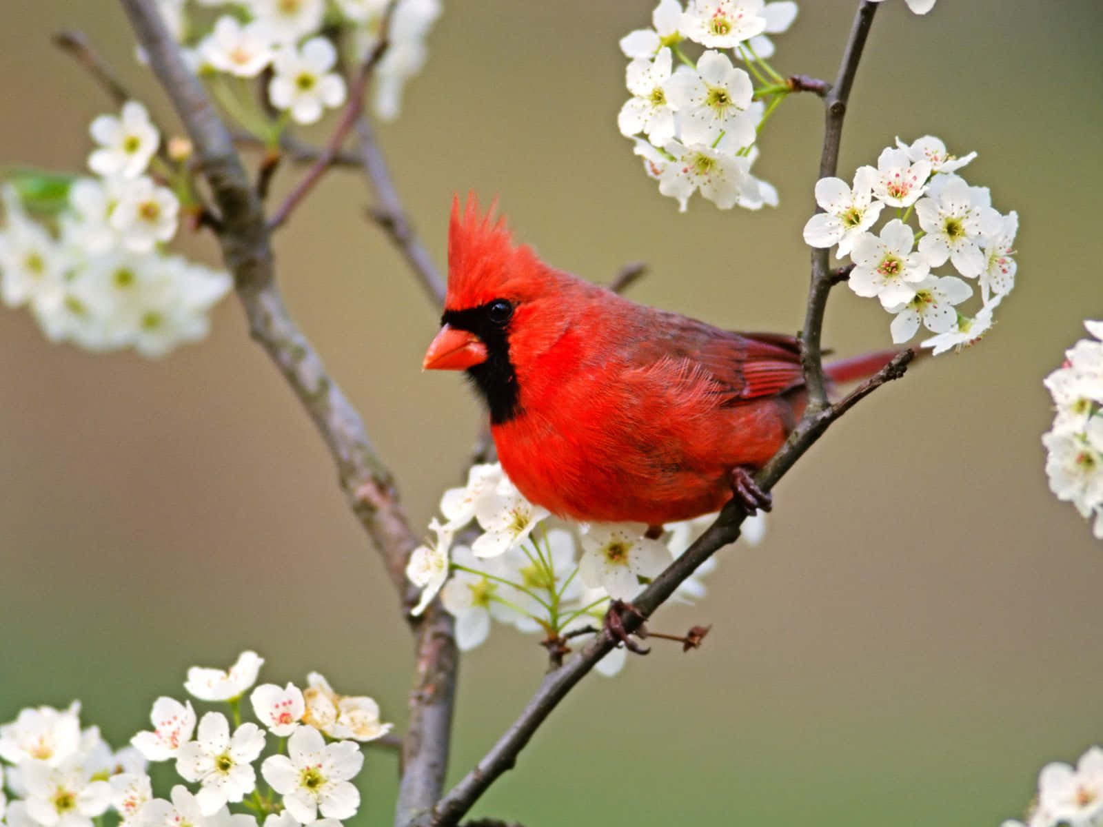Cute Bird 桌布 壁紙 — 一隻鮮紅色的雄性紅衣鳳頭鳥棲息在點綴著精緻白色花朵的樹枝上，背景柔和模糊。
