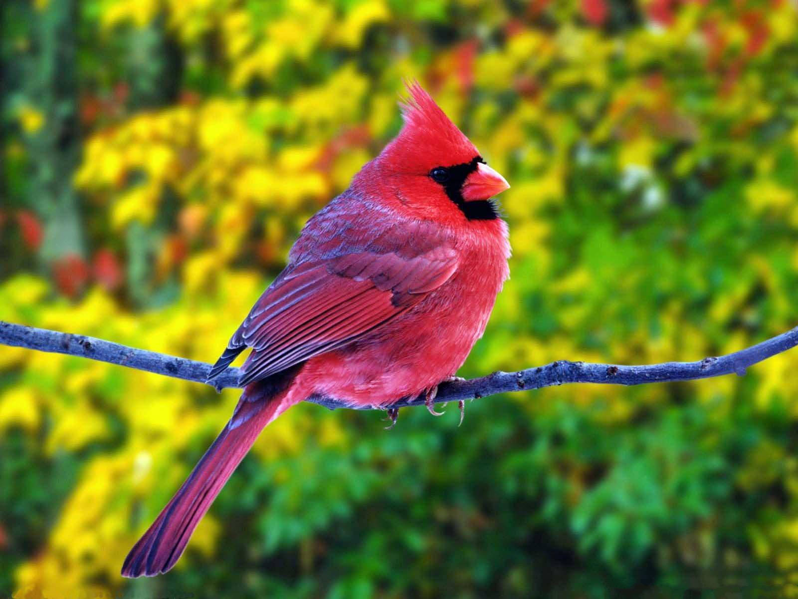  壁紙 — 一隻鮮紅色的雄性紅衣鳳頭鳥警覺地棲息在樹枝上，背景是模糊的黃綠色秋葉。