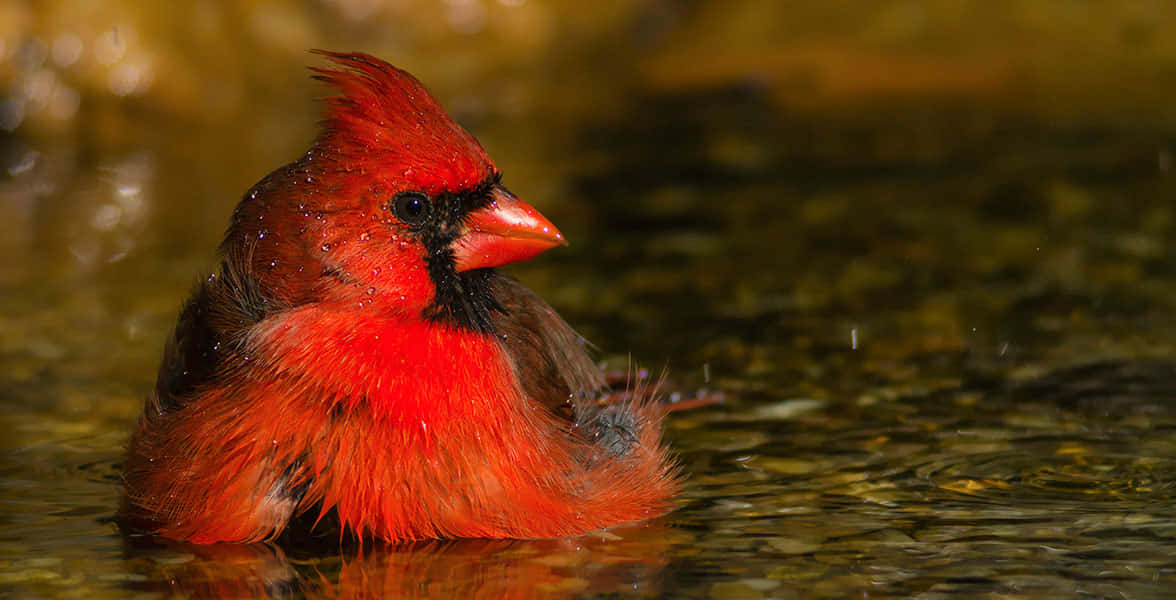 Cardinal 桌布 壁紙 — 一隻鮮紅色的雄性紅雀，羽毛濕潤，坐在淺水中，反射著金色的光芒。
