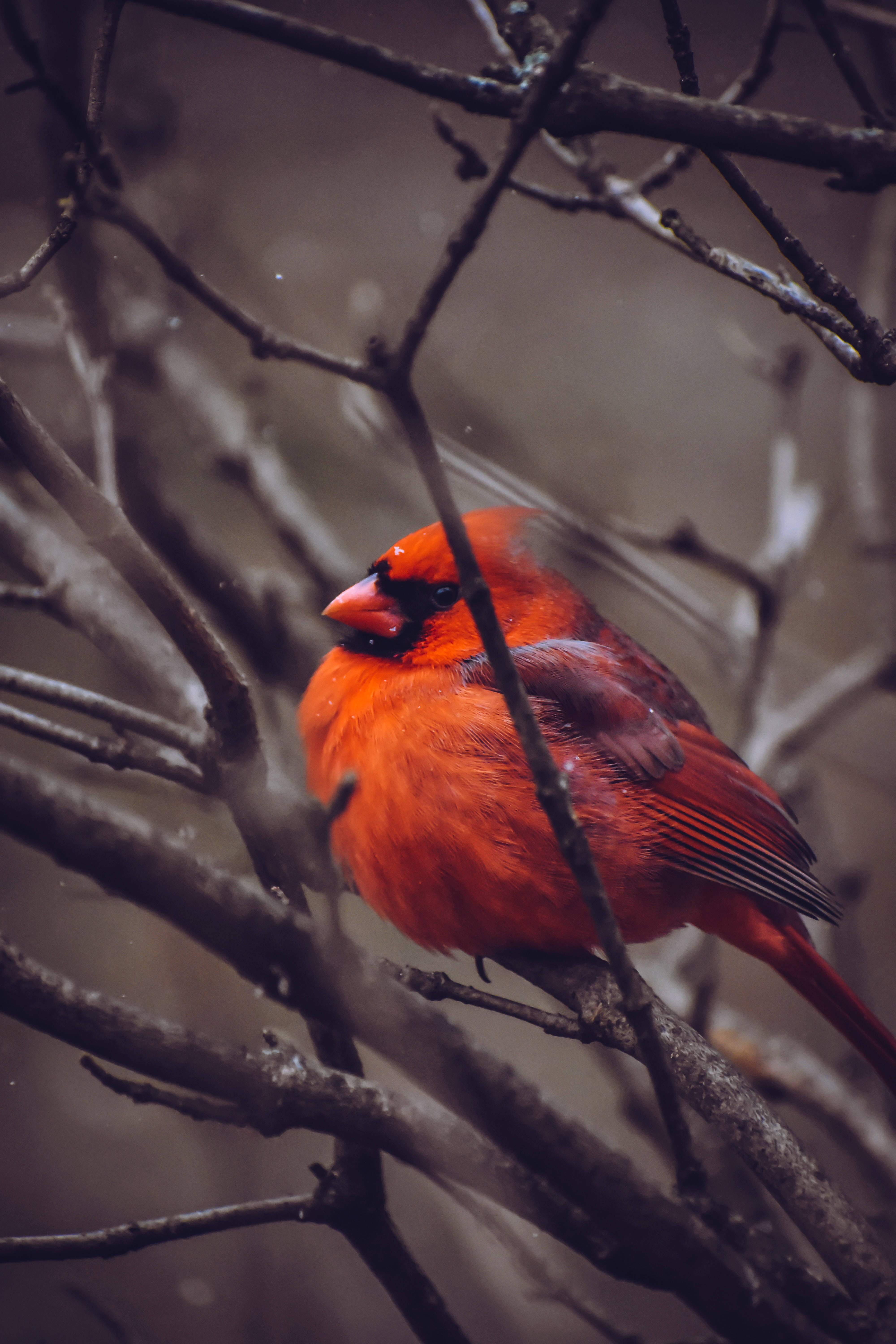 birds 桌布 壁紙 — 一隻鮮紅色的雄性紅雀棲息在光禿的冬季樹枝間，其鮮豔的羽毛與柔和的灰色和棕色形成對比。