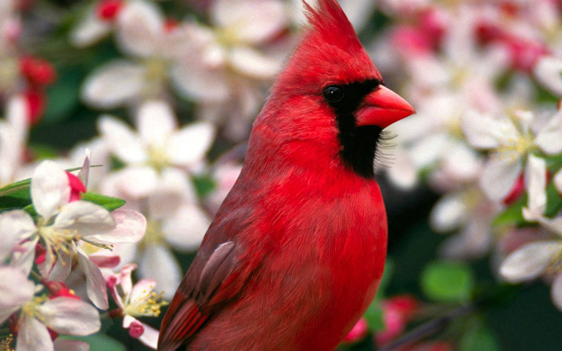 birds 桌布 壁紙 — 一隻鮮紅色的雄性紅雀棲息在柔軟的白色花朵和精緻的粉紅色點綴之間。