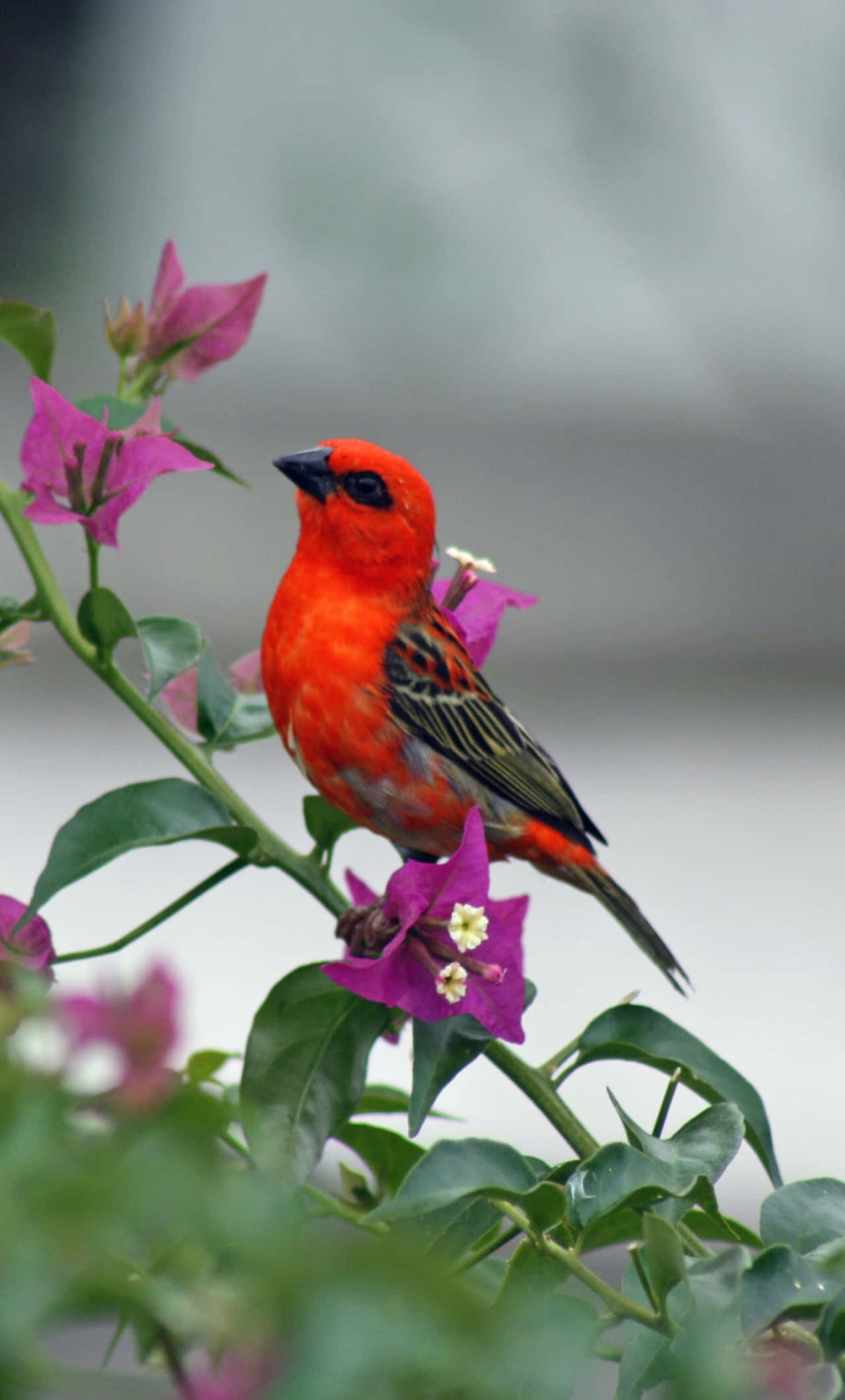 Bird iPhone 桌布 壁紙 — 一隻鮮紅色的鳥優雅地棲息在粉紅色九重葛的枝條上，枝葉茂盛翠綠。
