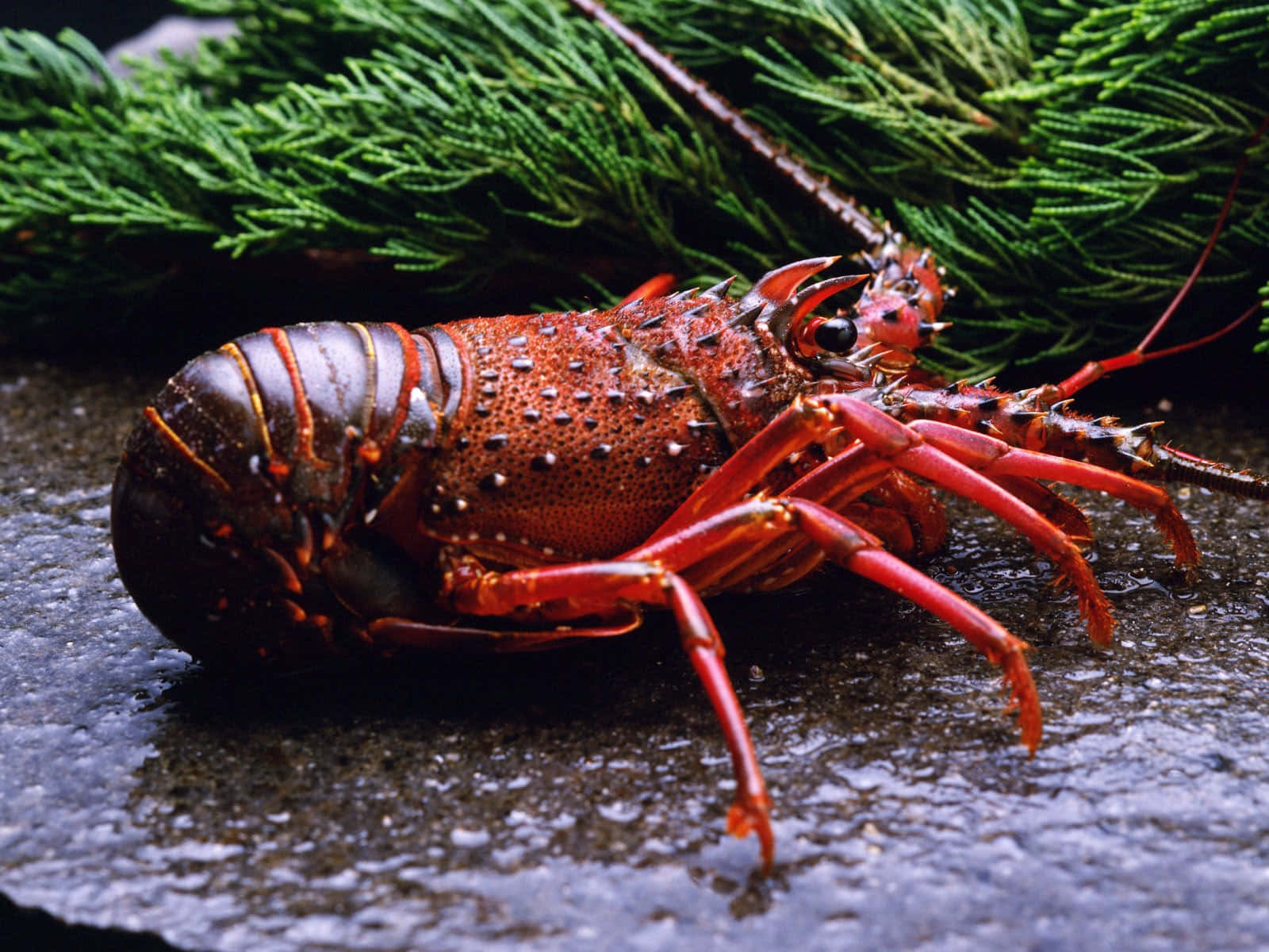 Lobster 桌布 壁紙 — 一隻鮮紅色的龍蝦，帶有尖刺的爪子，躺在濕石上，旁邊是茂密的綠色松針。