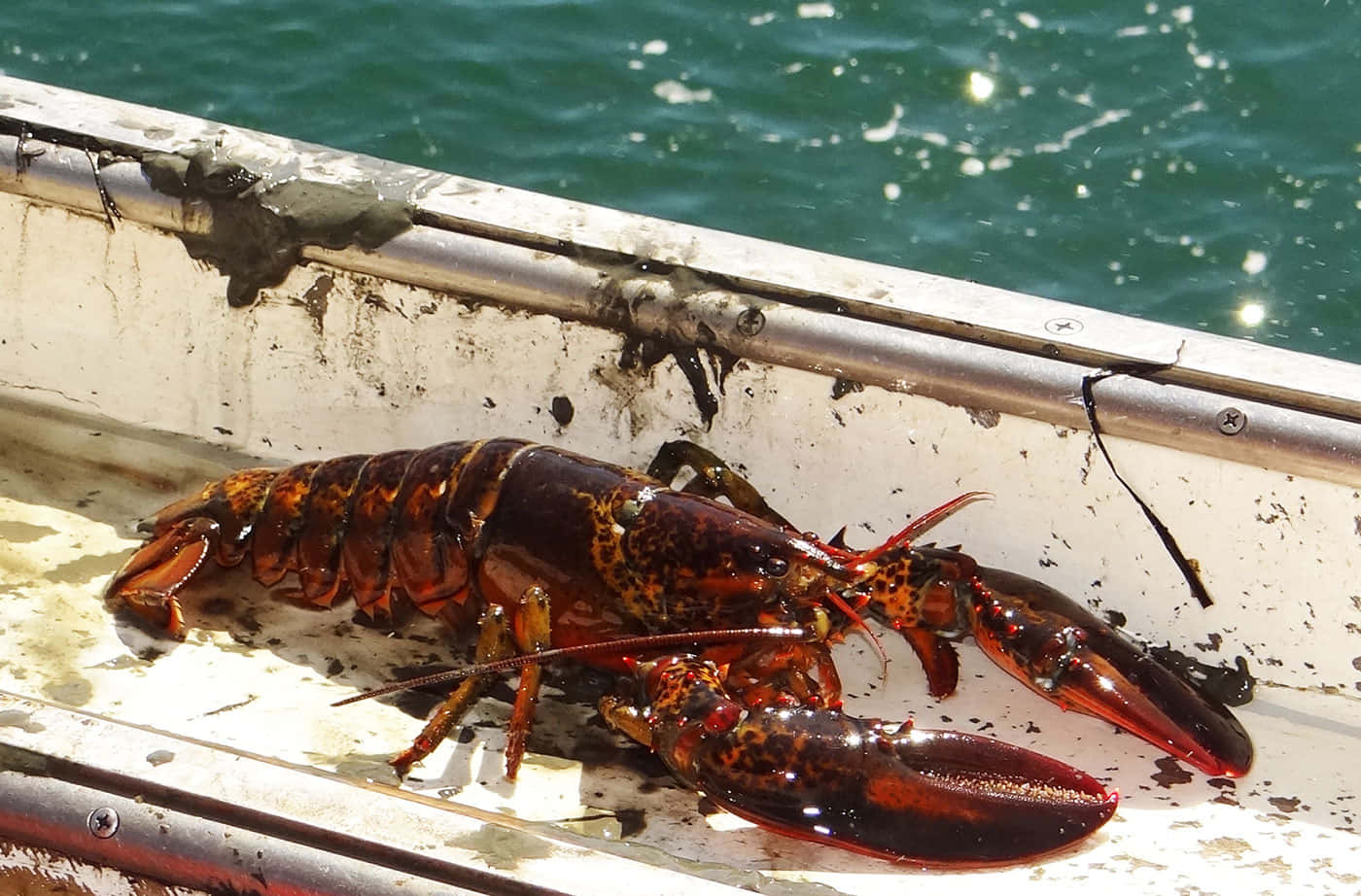 Lobster 桌布 壁紙 — 一隻鮮紅色的龍蝦，帶有斑點的外殼，擱在風化的船邊，旁邊是碧綠色的海水。