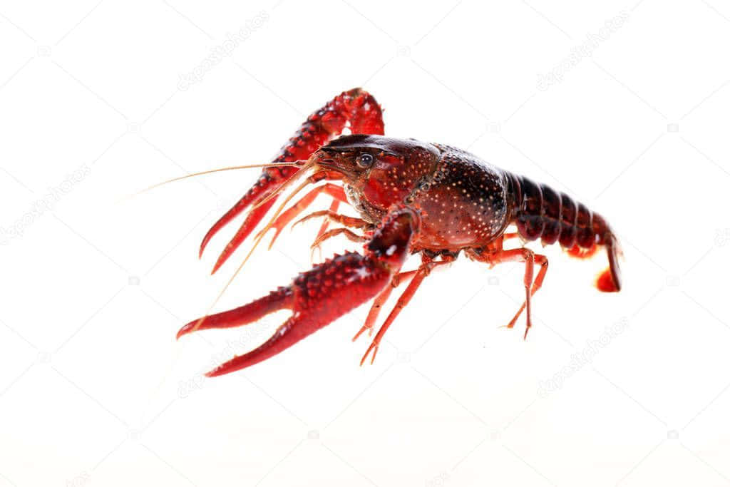 Crawfish 桌布 壁紙 — 一隻鮮紅色的龍蝦，帶有詳細的螯和觸角，在純白色背景上突出顯示。