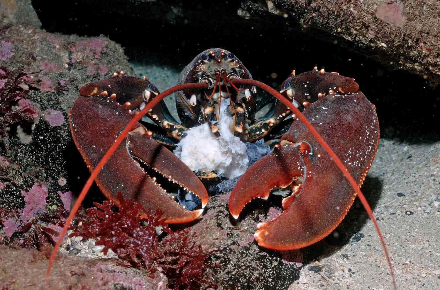 Lobster 桌布 壁紙 — 一隻鮮紅色的龍蝦，長長的觸鬚，在佈滿紫色和紅色海藻的岩石海底上抓住一塊白色貝殼碎片。