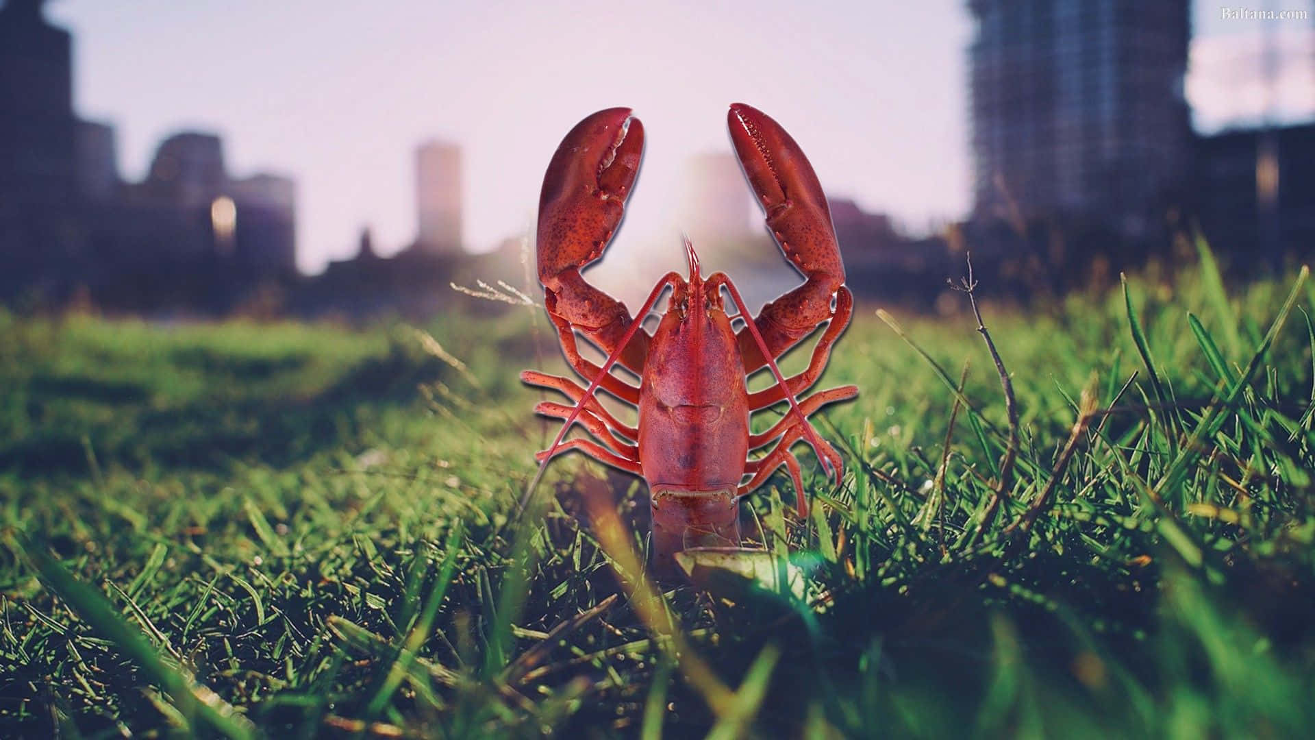 Lobster 桌布 壁紙 — 一隻鮮紅色的龍蝦站在茂密的綠草中，背景是模糊的城市天際線，柔和地發光。