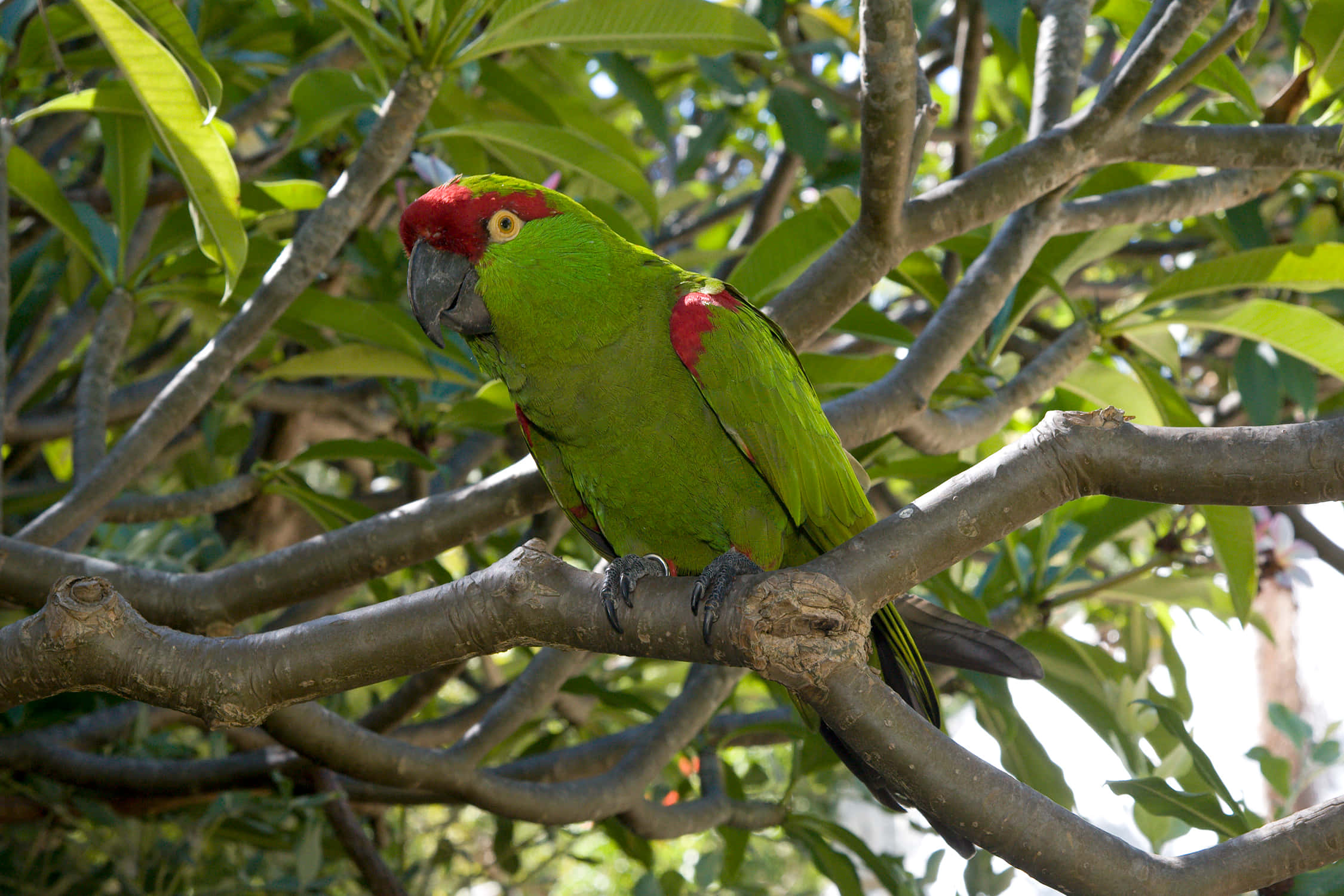 parrot 桌布 壁紙 — 一隻鮮綠色、前額紅色的鸚鵡平靜地棲息在樹枝上，周圍是茂密的樹葉。