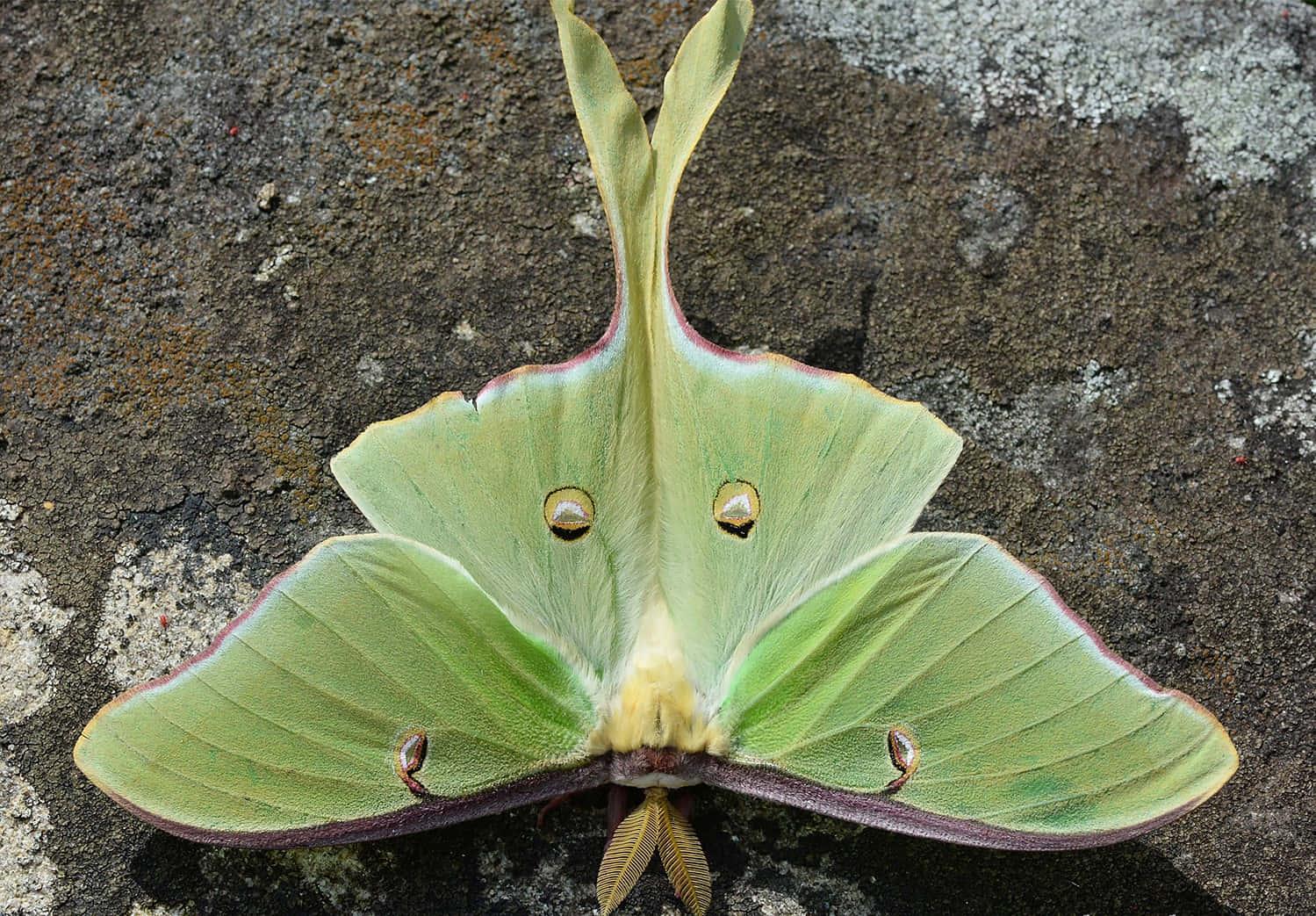moth 桌布 壁紙 — 一隻鮮綠色、帶有眼斑的月蛾，棲息在紋理分明的灰色岩石表面上。