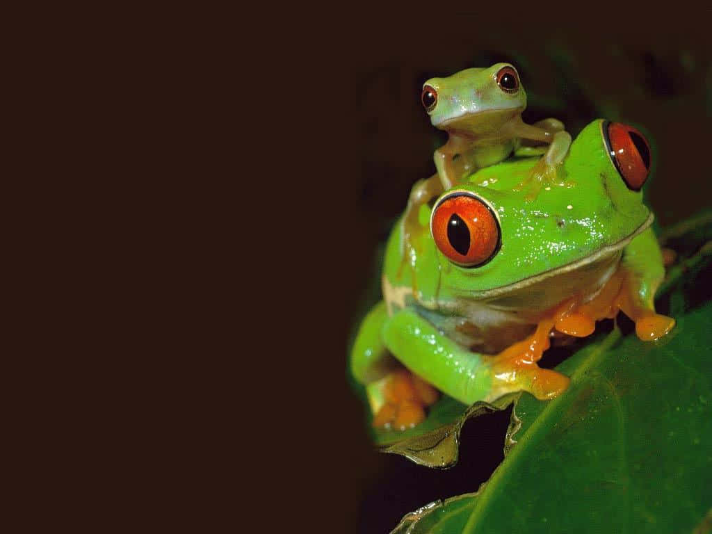 Frog 桌布 壁紙 — 一隻鮮綠色、擁有醒目紅眼的樹蛙，在深色背景的葉子上棲息時，背著一隻小蝌蚪。
