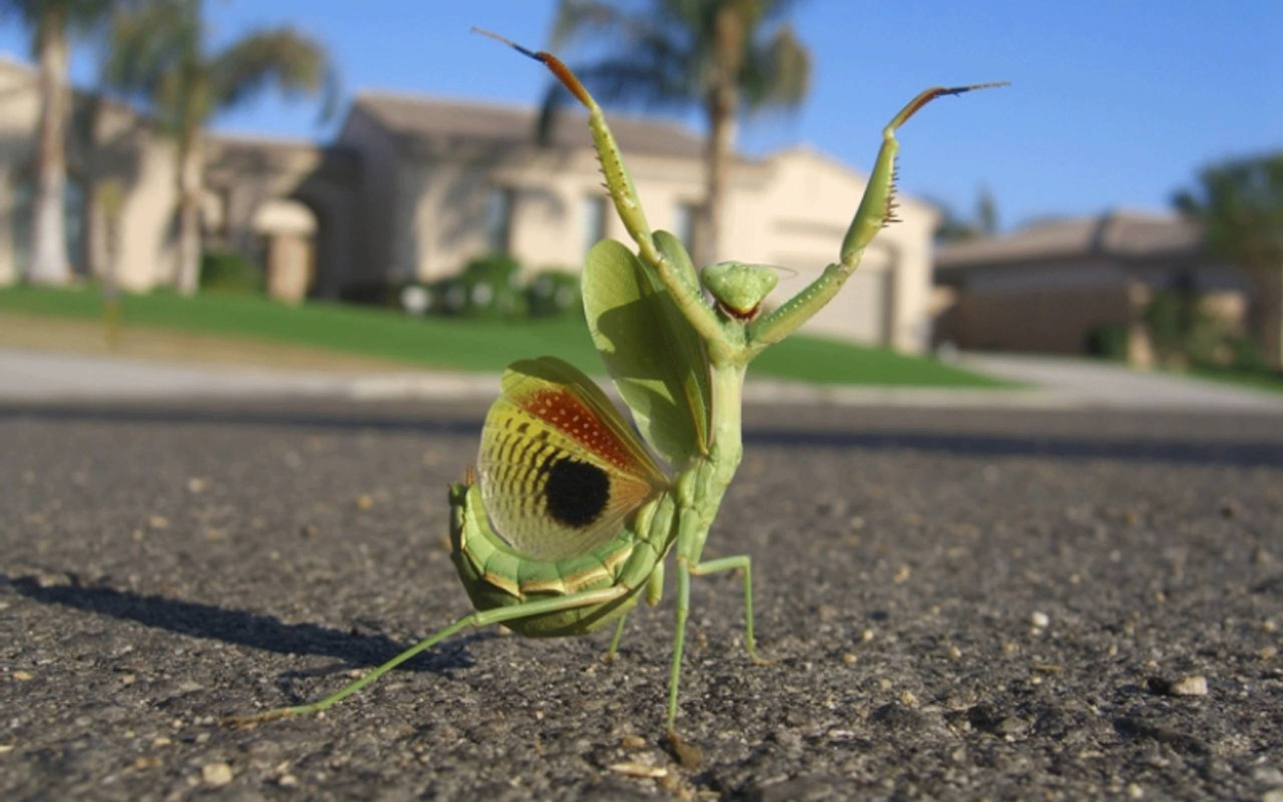 Insect 桌布 壁紙 — 一隻鮮綠色、翅膀上有眼斑的螳螂，在明亮的陽光下，於郊區的柏油路面上擺好姿勢。