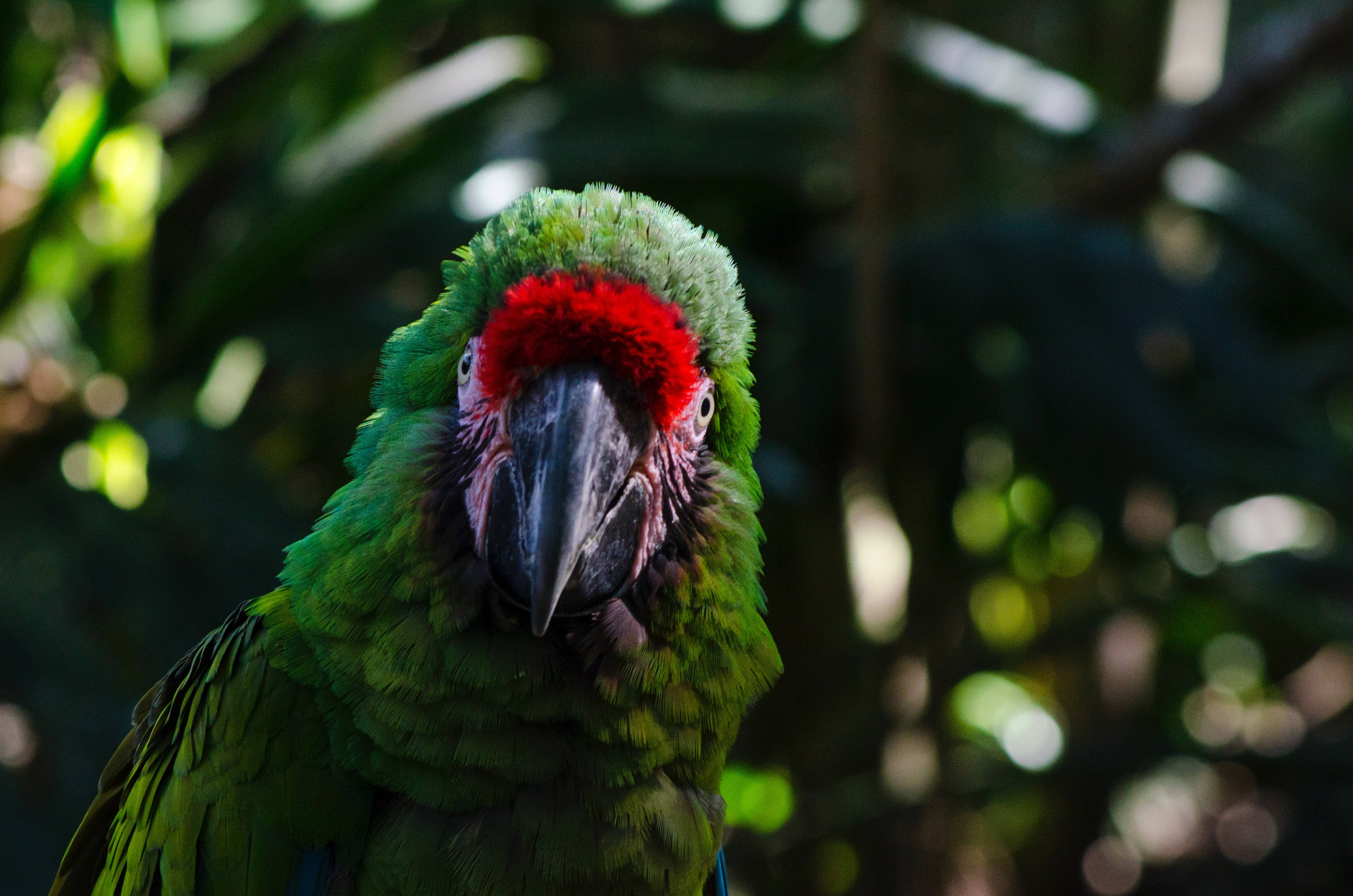 parrot 桌布 壁紙 — 一隻鮮綠色、額頭紅色的鸚鵡，在陽光普照的叢林背景下凝視著。