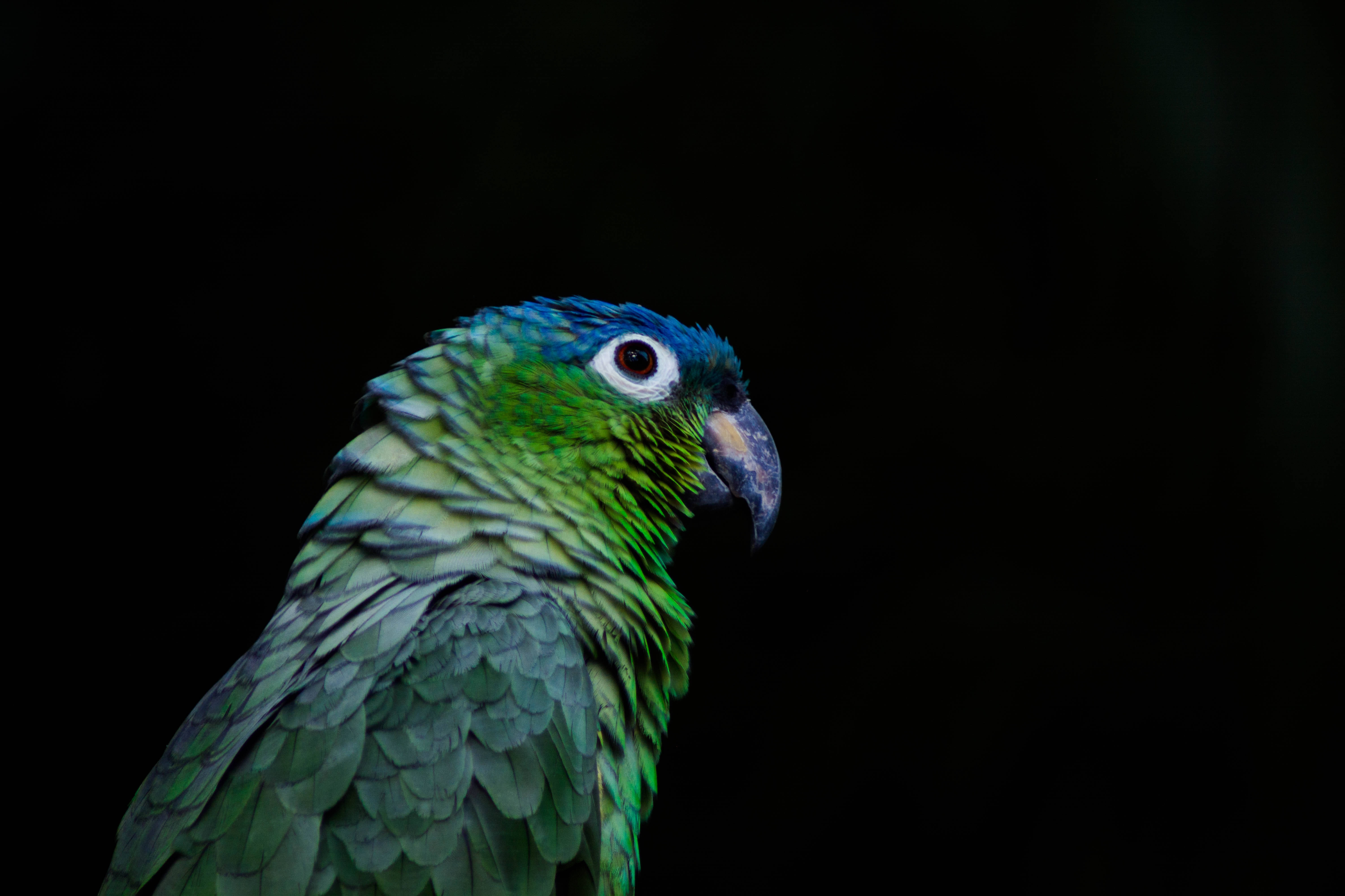 parrot 桌布 壁紙 — 一隻鮮綠色和藍色鸚鵡的特寫，銳利的眼睛映襯在純黑色背景上。