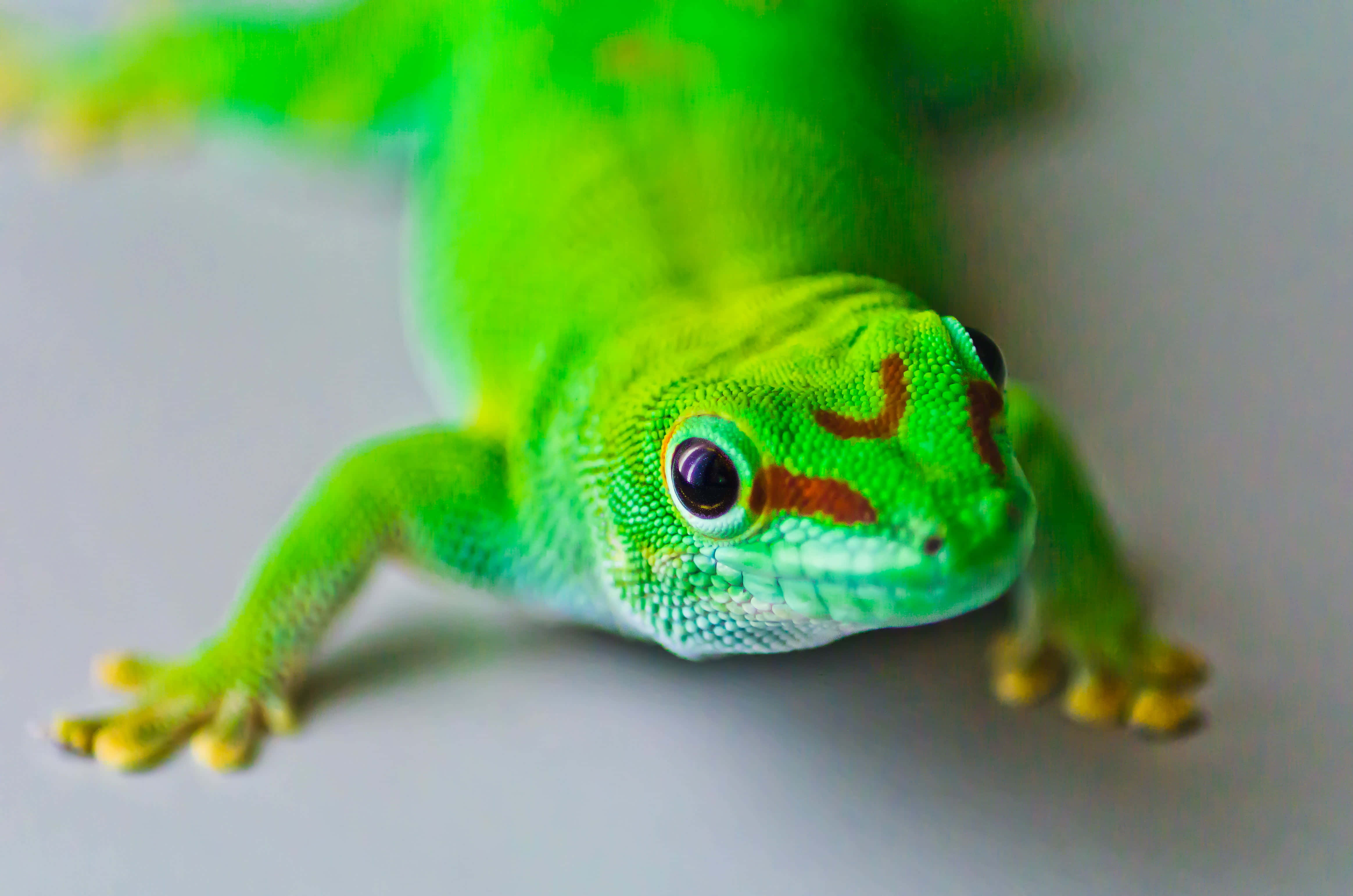 動物 桌布 壁紙 — 一隻鮮綠色帶有橙色斑紋的壁虎，在淺景深中從柔軟的白色表面專注地凝視。