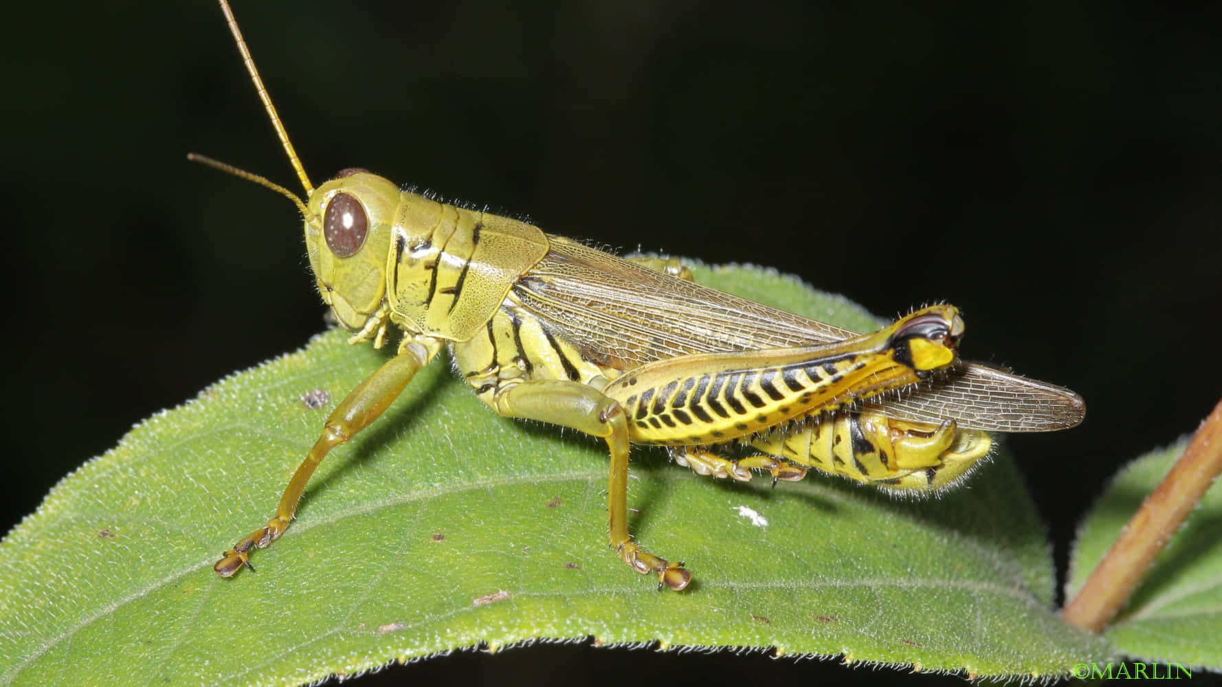 Grasshopper 桌布 壁紙 — 一隻鮮綠色帶黃色條紋的蚱蜢棲息在茂盛的葉子上，背景為深色。