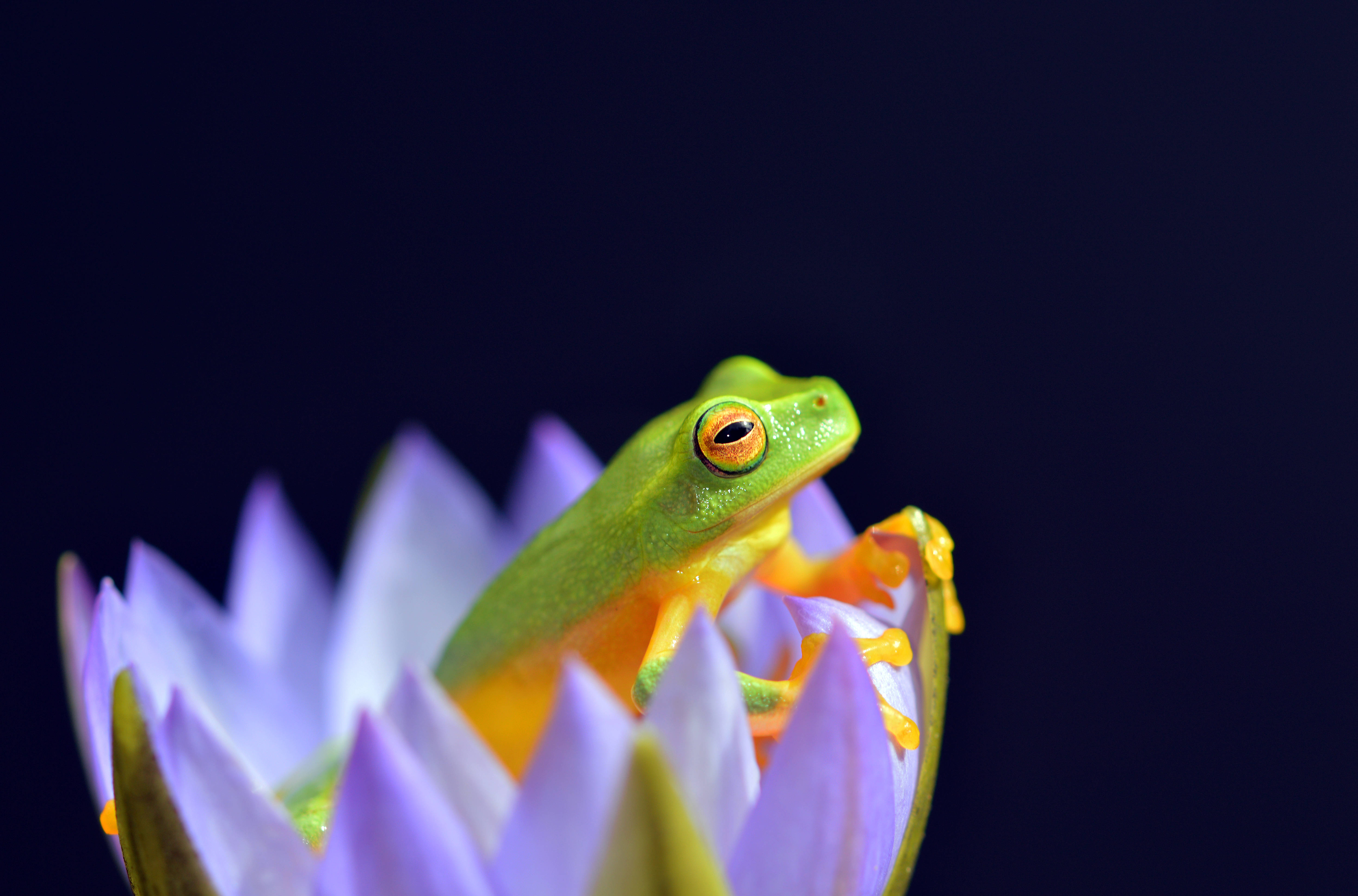 Frog 桌布 壁紙 — 一隻鮮綠色的樹蛙，橙色眼睛，優雅地站在紫色蓮花上，背景是深藍色。