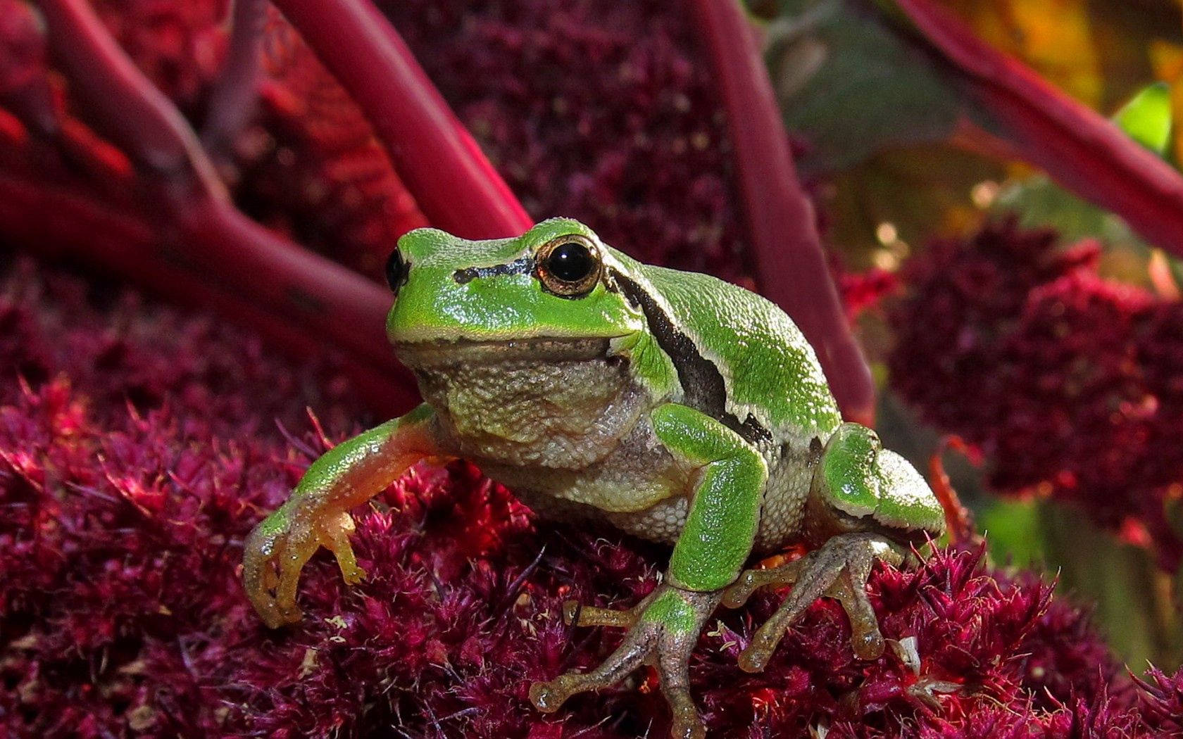 Frog 桌布 壁紙 — 一隻鮮綠色的樹蛙棲息在深紅色的花簇上，帶有模糊的深紅色莖，在柔和自然光下。