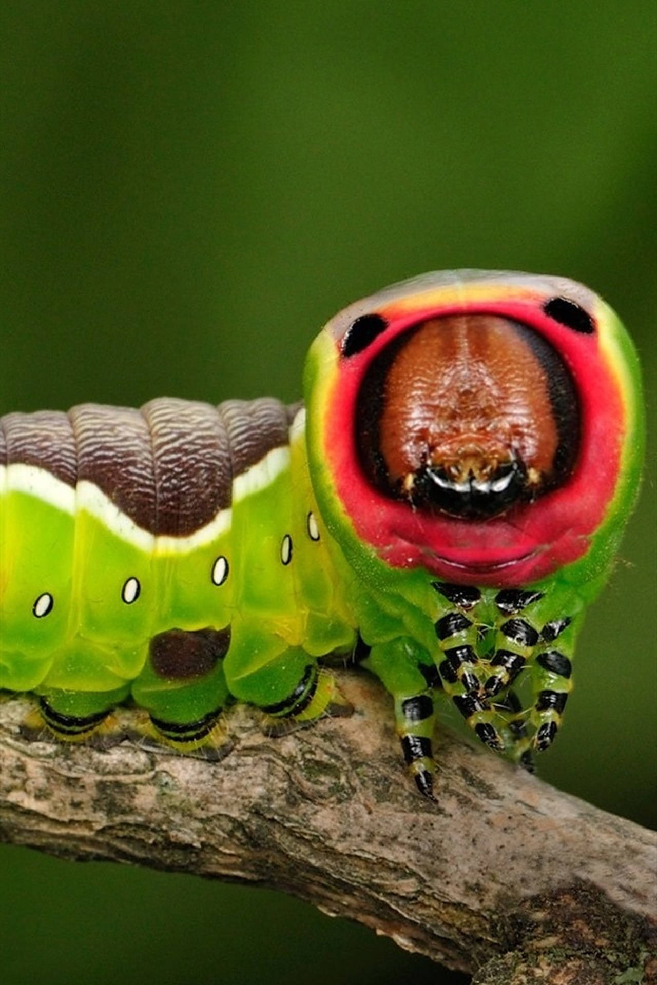 Caterpillar Insect 桌布 壁紙 — 一隻鮮綠色的毛毛蟲，帶有引人注目的紅色口器，棲息在一條有紋理的樹枝上，背景是柔和的綠色。