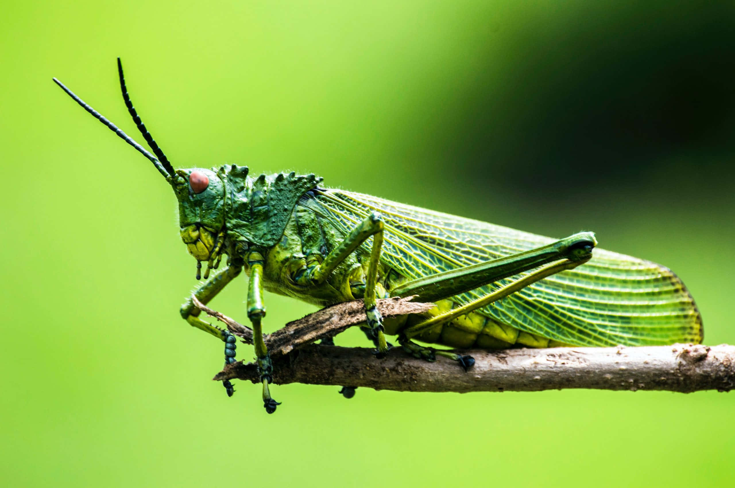 Grasshopper 桌布 壁紙 — 一隻鮮綠色的蚱蜢，帶有精細的翅膀，棲息在有紋理的小樹枝上，背景是柔和模糊的綠色。