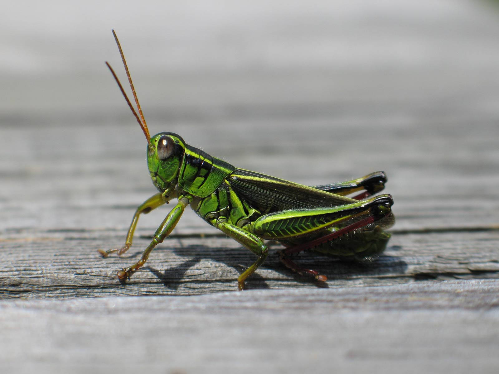 Grasshopper 桌布 壁紙 — 一隻鮮綠色的蚱蜢，帶有詳細的條紋和長觸角，在明亮的陽光下停在風化的木板上。