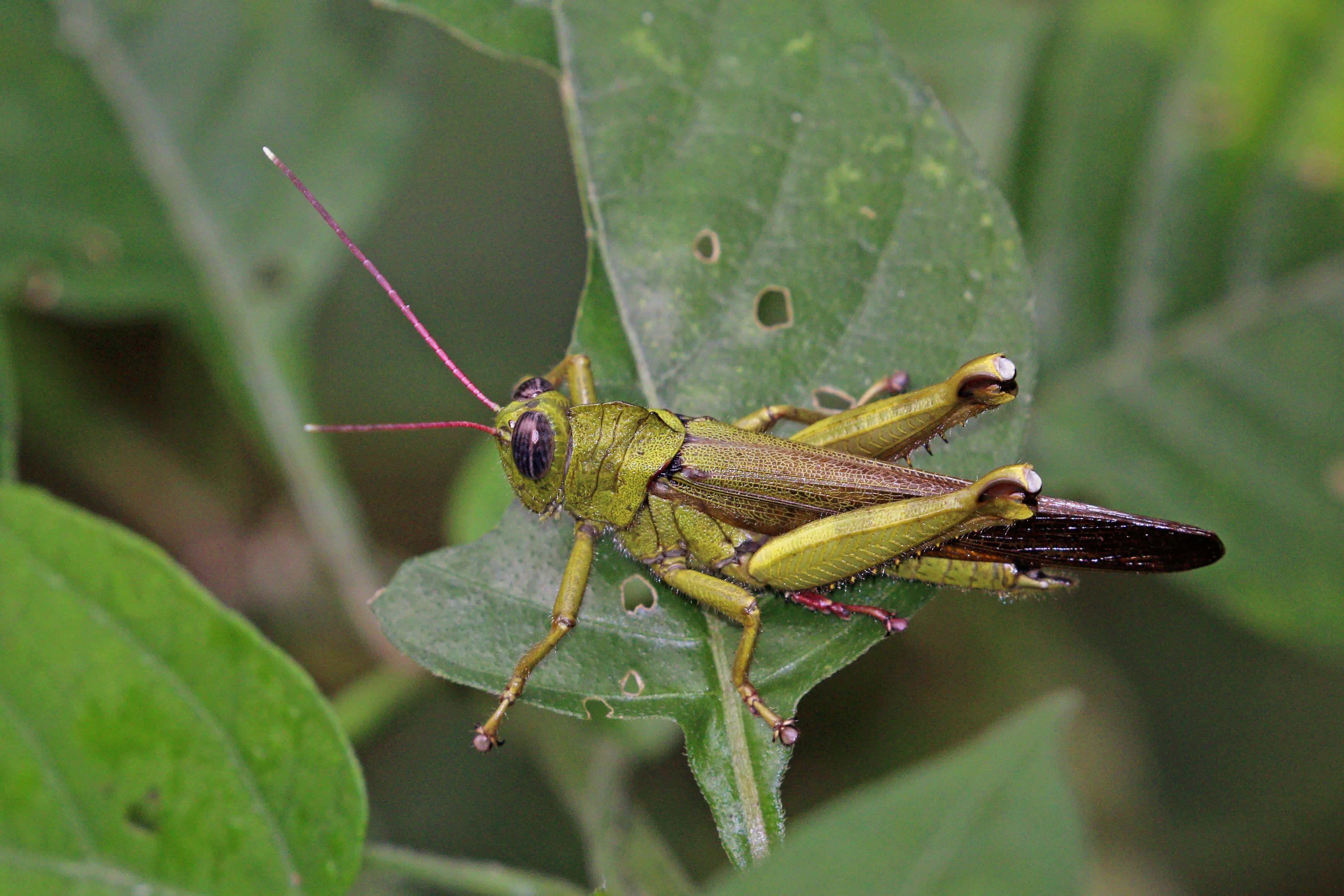 Grasshopper 桌布 壁紙 — 一隻鮮綠色的蚱蜢，有粉紅色的觸角，棲息在茂盛自然環境中的一片葉植物上。