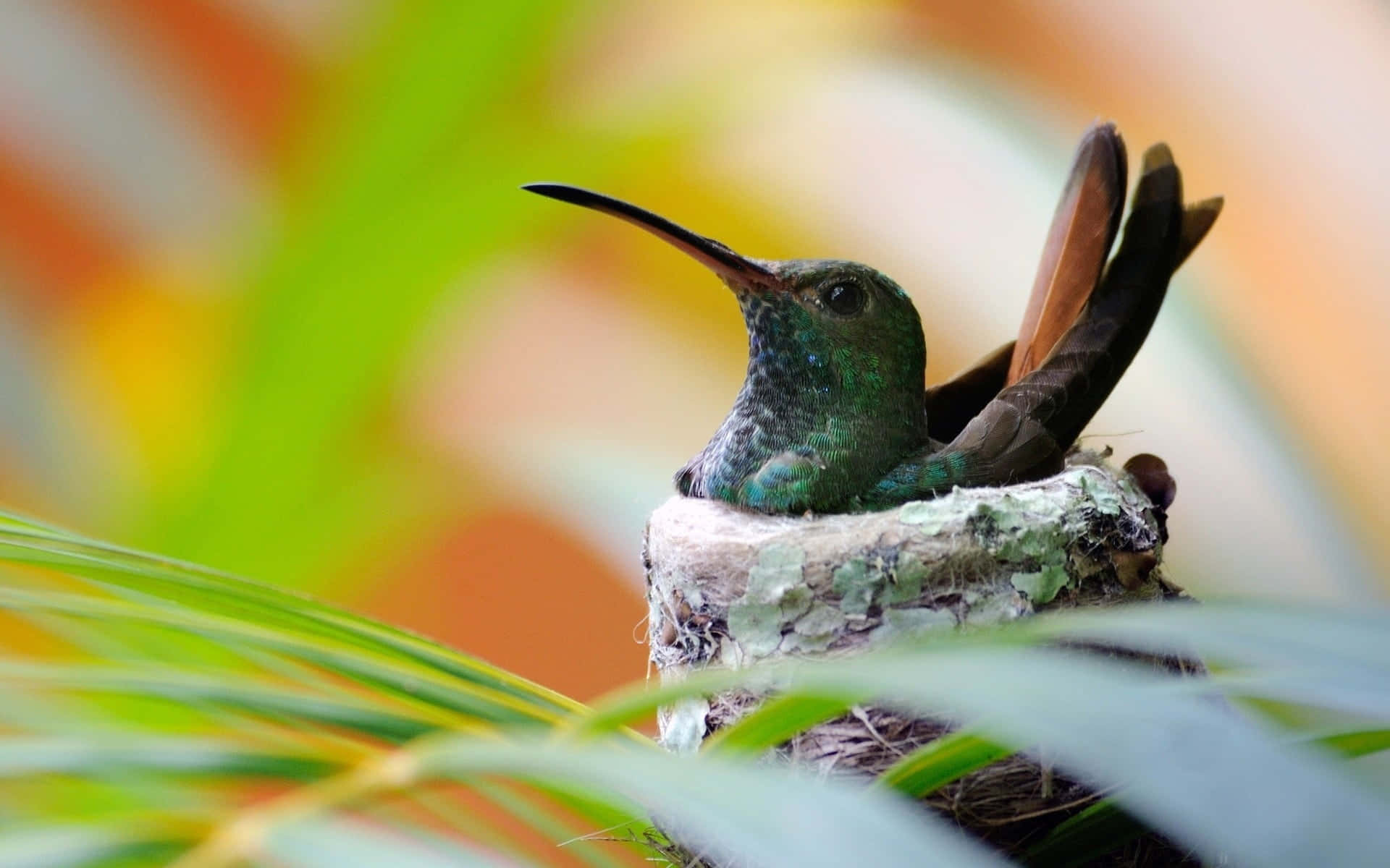 Female Hummingbird 桌布 壁紙 — 一隻鮮綠色的蜂鳥，長喙，棲息在一個長滿苔蘚的巢中，巢穴隱藏在模糊的熱帶葉叢之間。