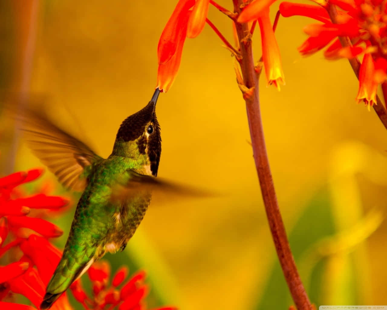 Female Hummingbird 桌布 壁紙 — 一隻鮮綠色的蜂鳥在金色模糊背景中，靠近鮮紅色的管狀花朵盤旋。