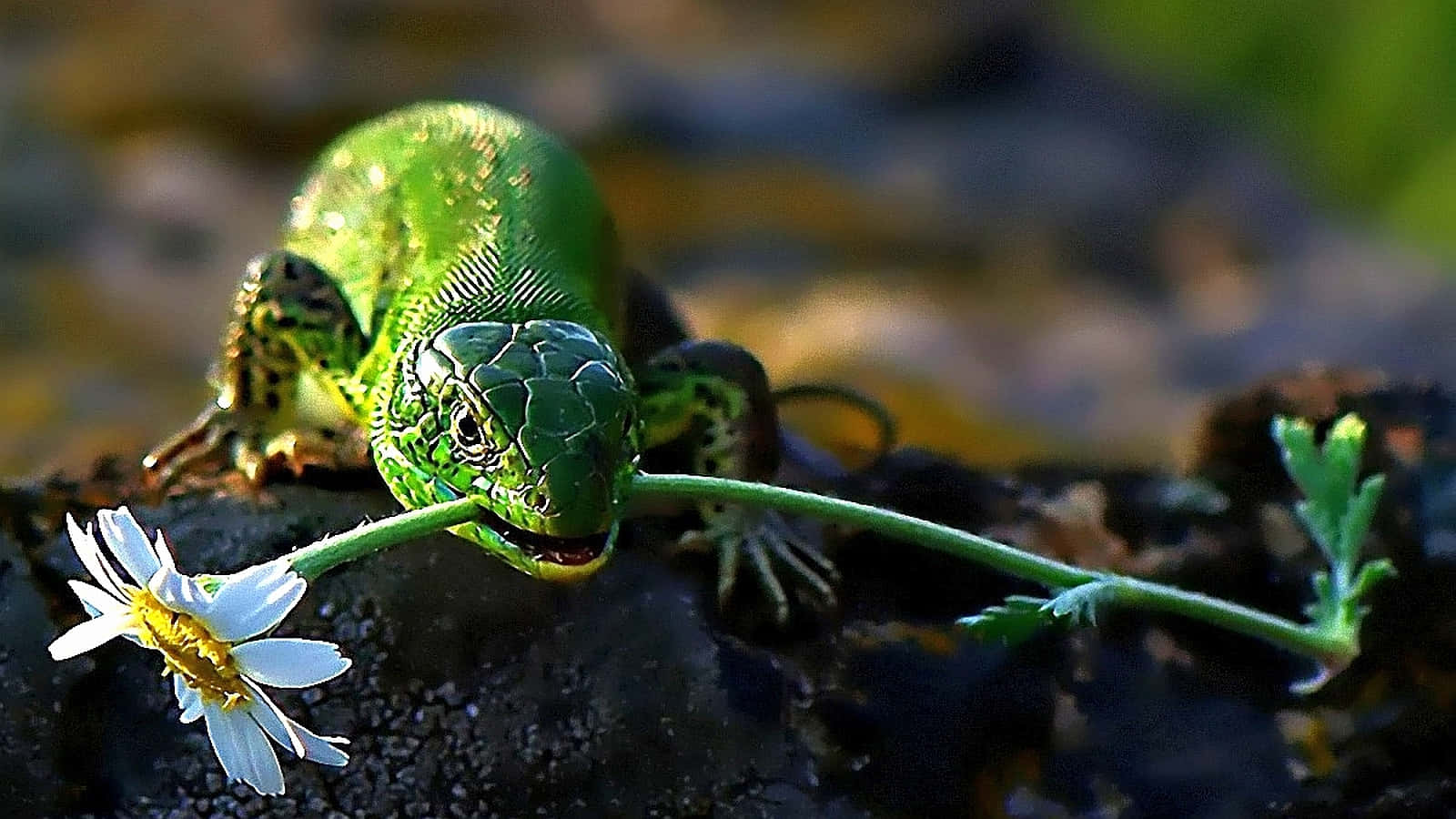 reptile 桌布 壁紙 — 一隻鮮綠色的蜥蜴棲息在岩石上，啃咬著一朵雛菊，淺景深凸顯了其有紋理的鱗片。