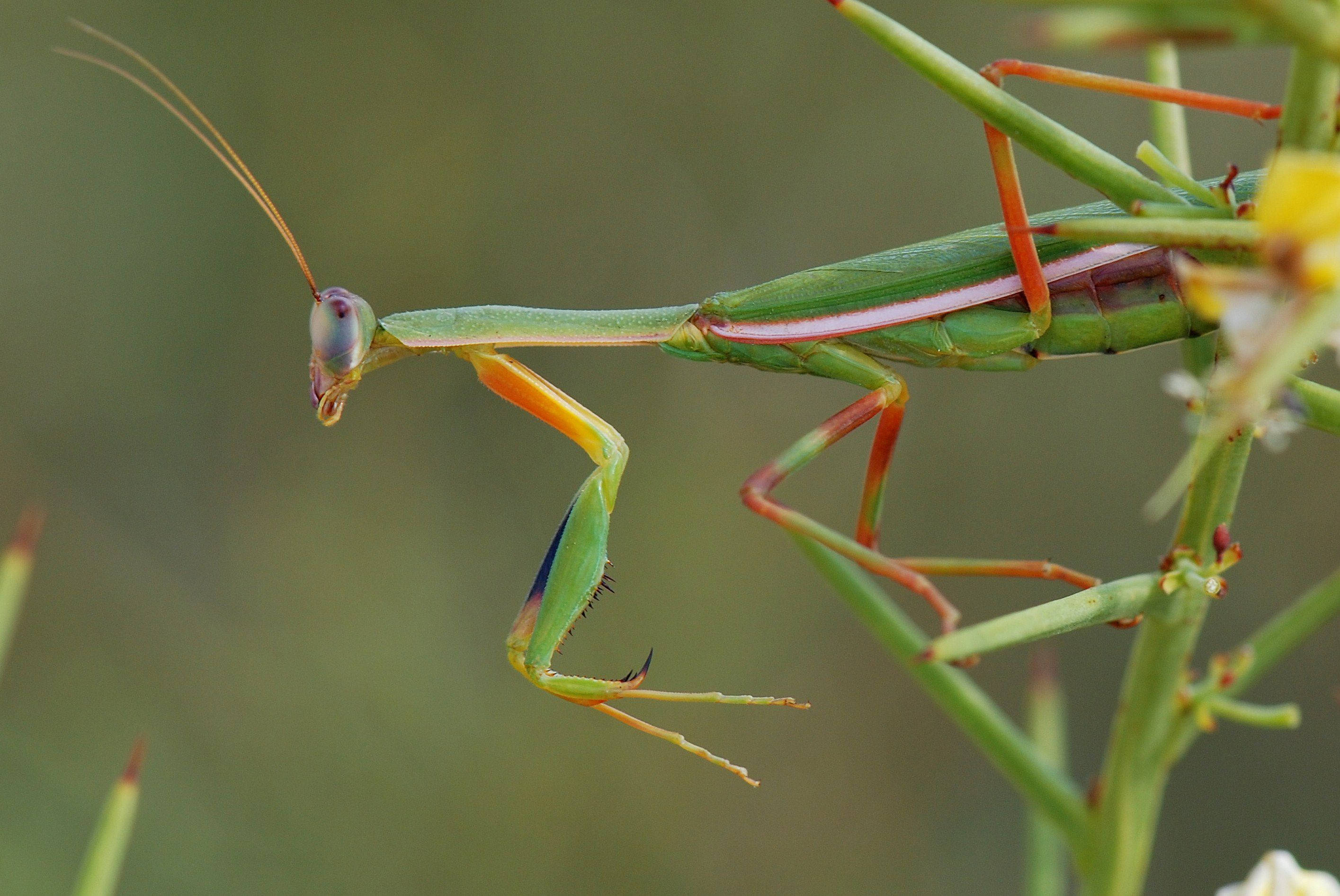 praying mantis 桌布 壁紙 — 一隻鮮綠色的螳螂，帶有橙色腿和巨大的複眼，優雅地棲息在植物莖上。