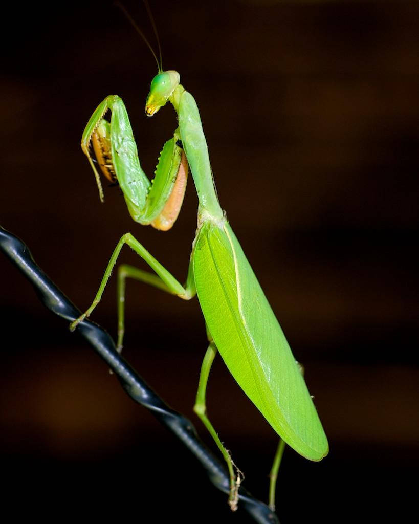 praying mantis 桌布 壁紙 — 一隻鮮綠色的螳螂優雅地停在一條黑色電線上，背景是模糊的暗色。