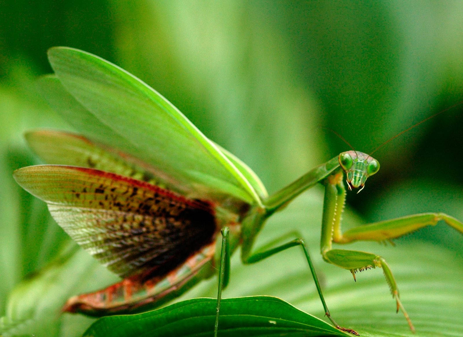 praying mantis 桌布 壁紙 — 一隻鮮綠色的螳螂棲息在葉子上，半透明的翅膀邊緣呈紅色和棕色，背景是柔和的綠色模糊。
