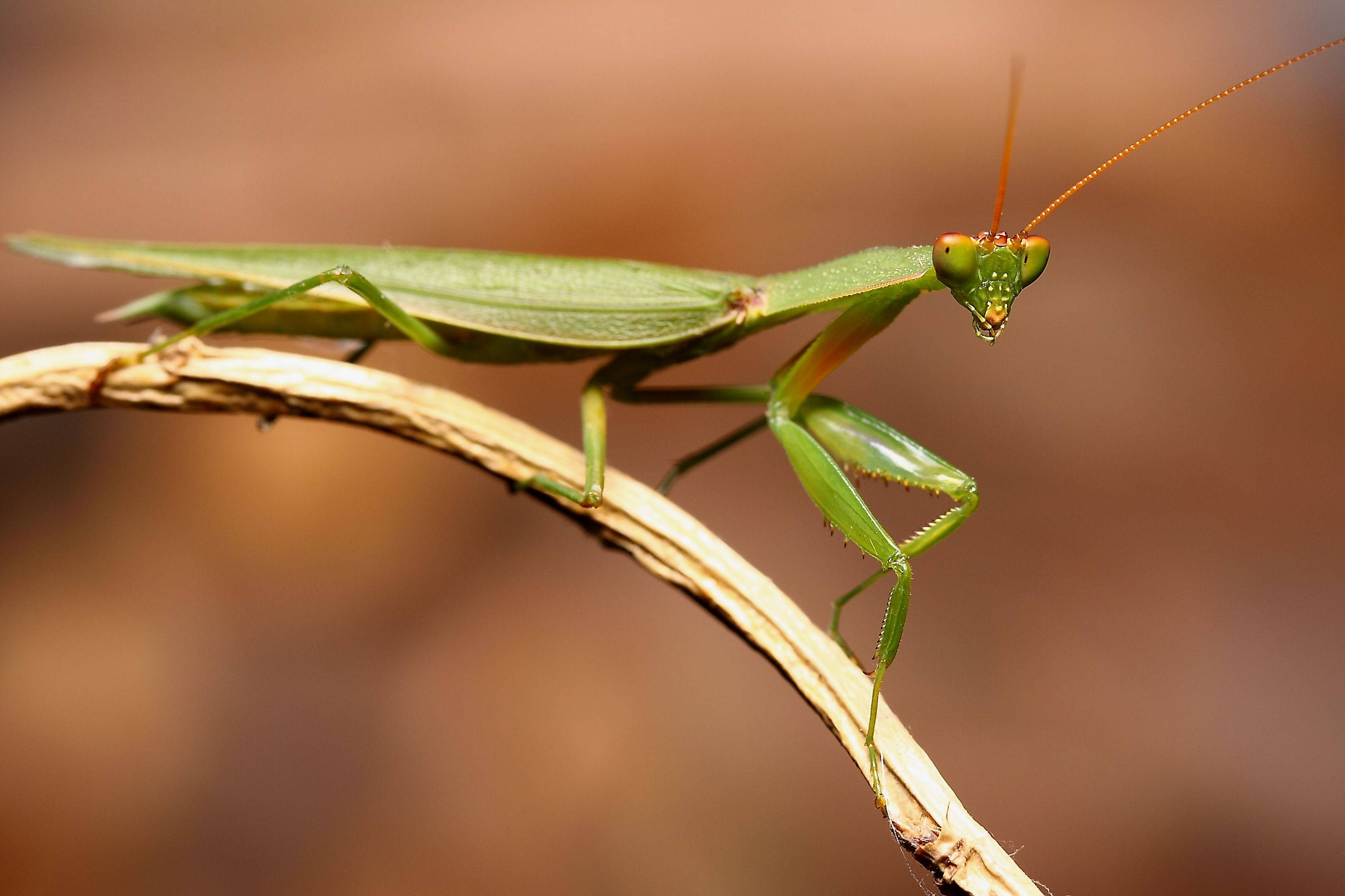 praying mantis 桌布 壁紙 — 一隻鮮綠色的螳螂警覺地棲息在彎曲的樹枝上，背景是柔和的棕色模糊效果。