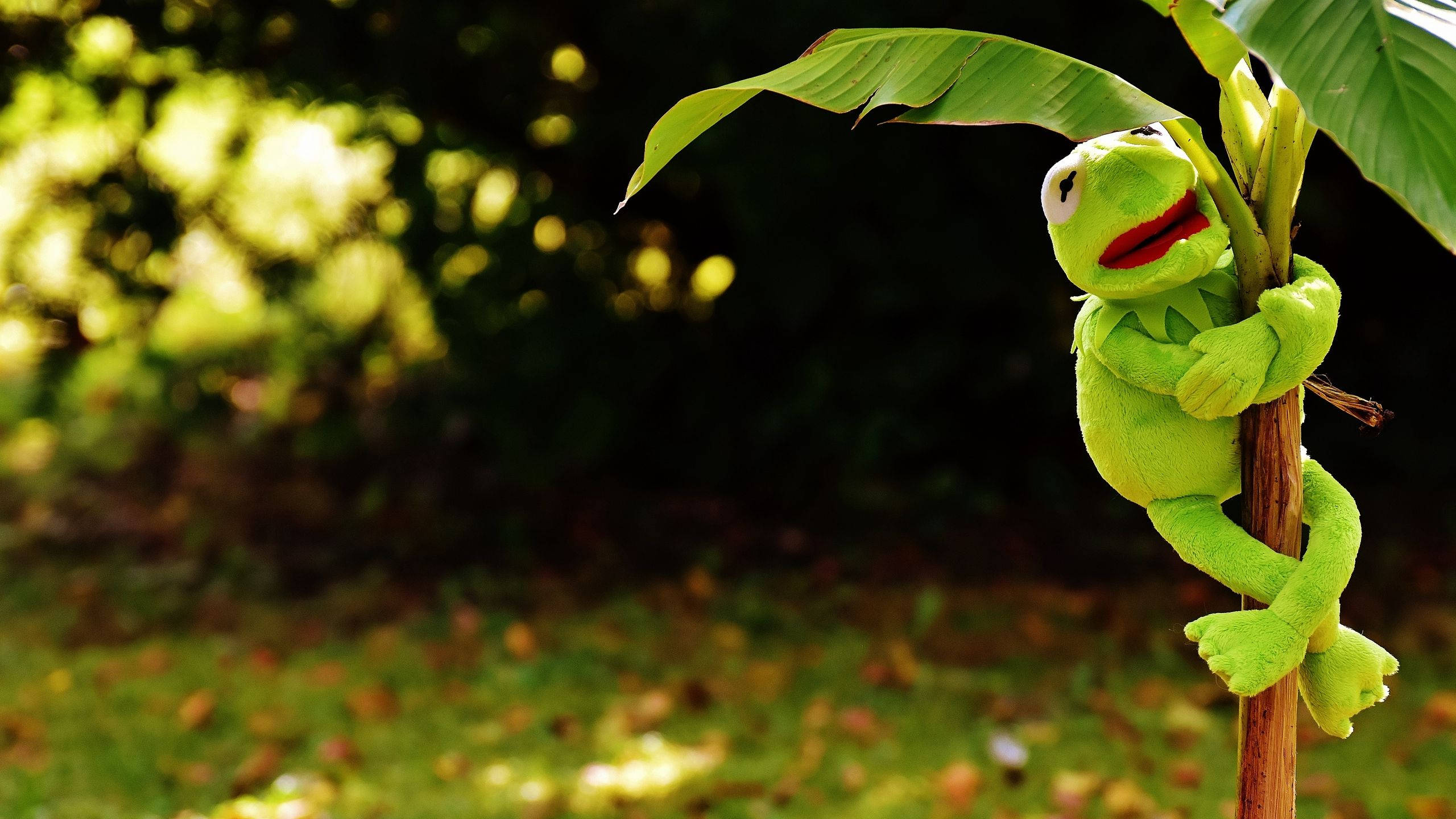 kermit 桌布 壁紙 — 一隻鮮綠色的青蛙柯密特毛絨玩具緊貼在陽光花園中的香蕉植物莖上，背景有模糊的樹葉。
