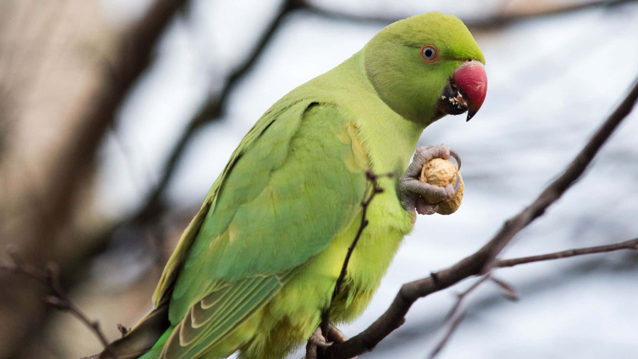 parrot 桌布 壁紙 — 一隻鮮綠色的鸚鵡棲息在光禿禿的樹枝上，用爪子抓著堅果正在啃食。