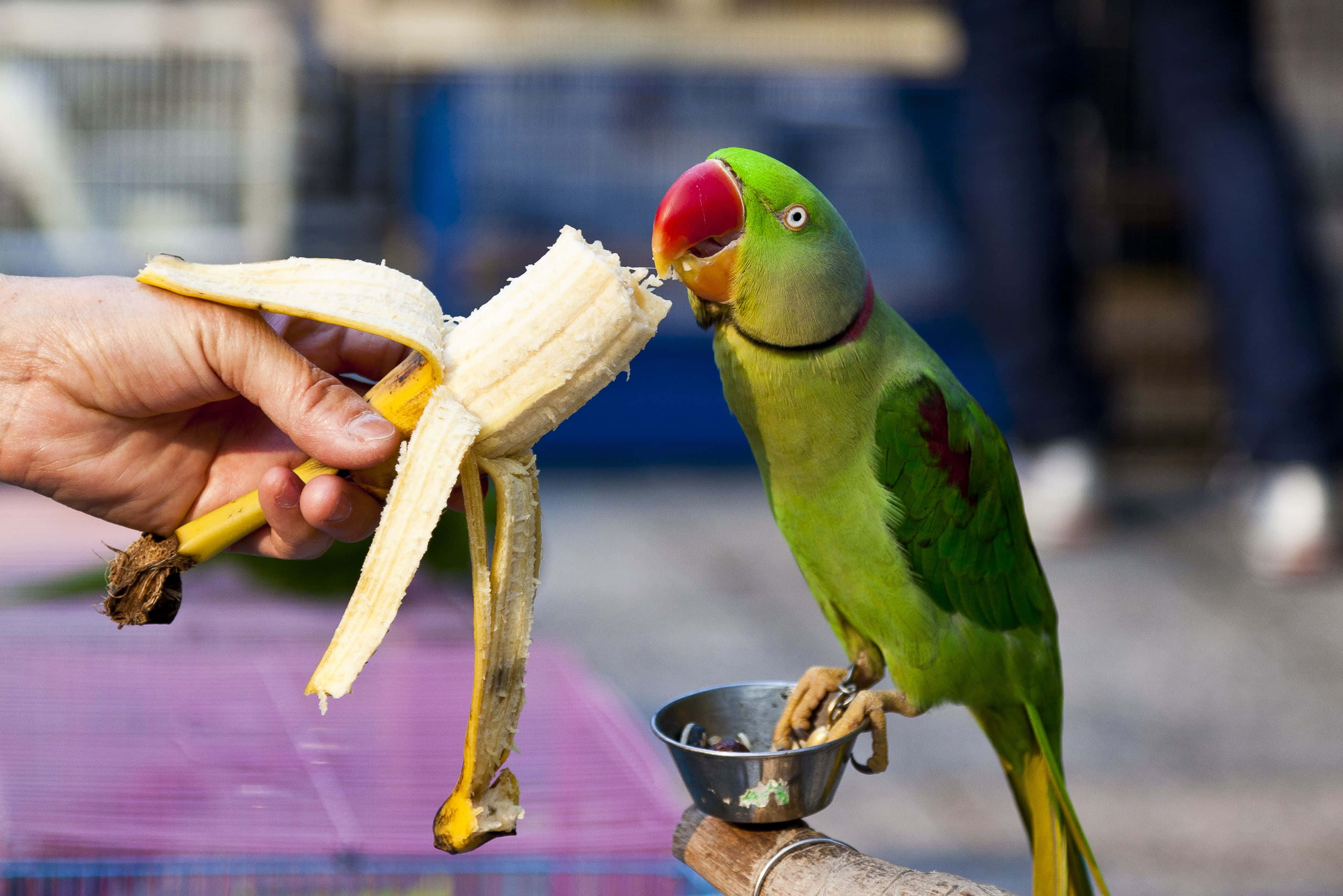 parrot 桌布 壁紙 — 一隻鮮綠色的鸚鵡用紅色的喙熱切地啄著人類手中的香蕉。
