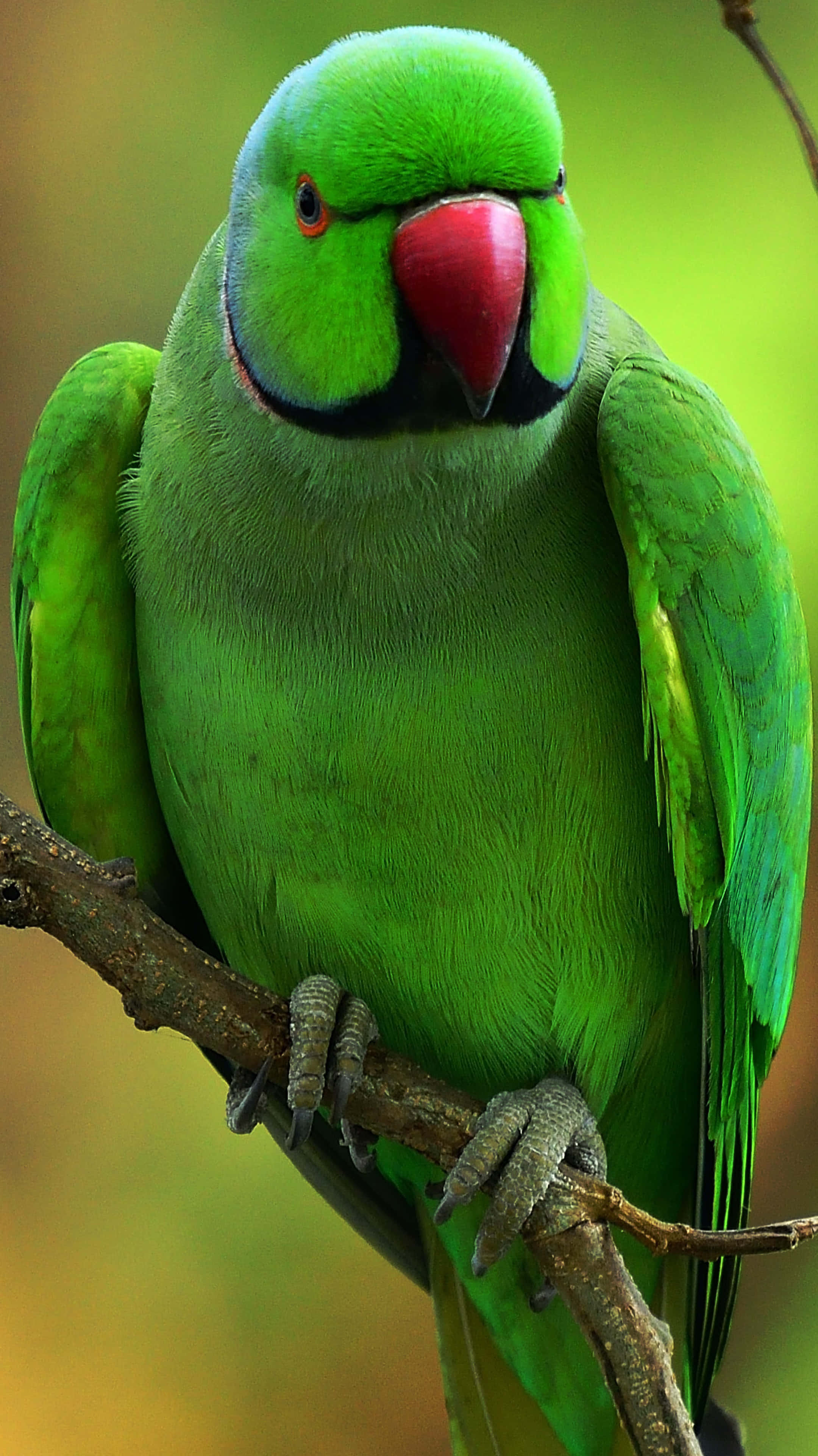 parrot 桌布 壁紙 — 一隻鮮綠色紅嘴鸚鵡平靜地棲息在樹枝上，背景是柔和模糊的自然景色。