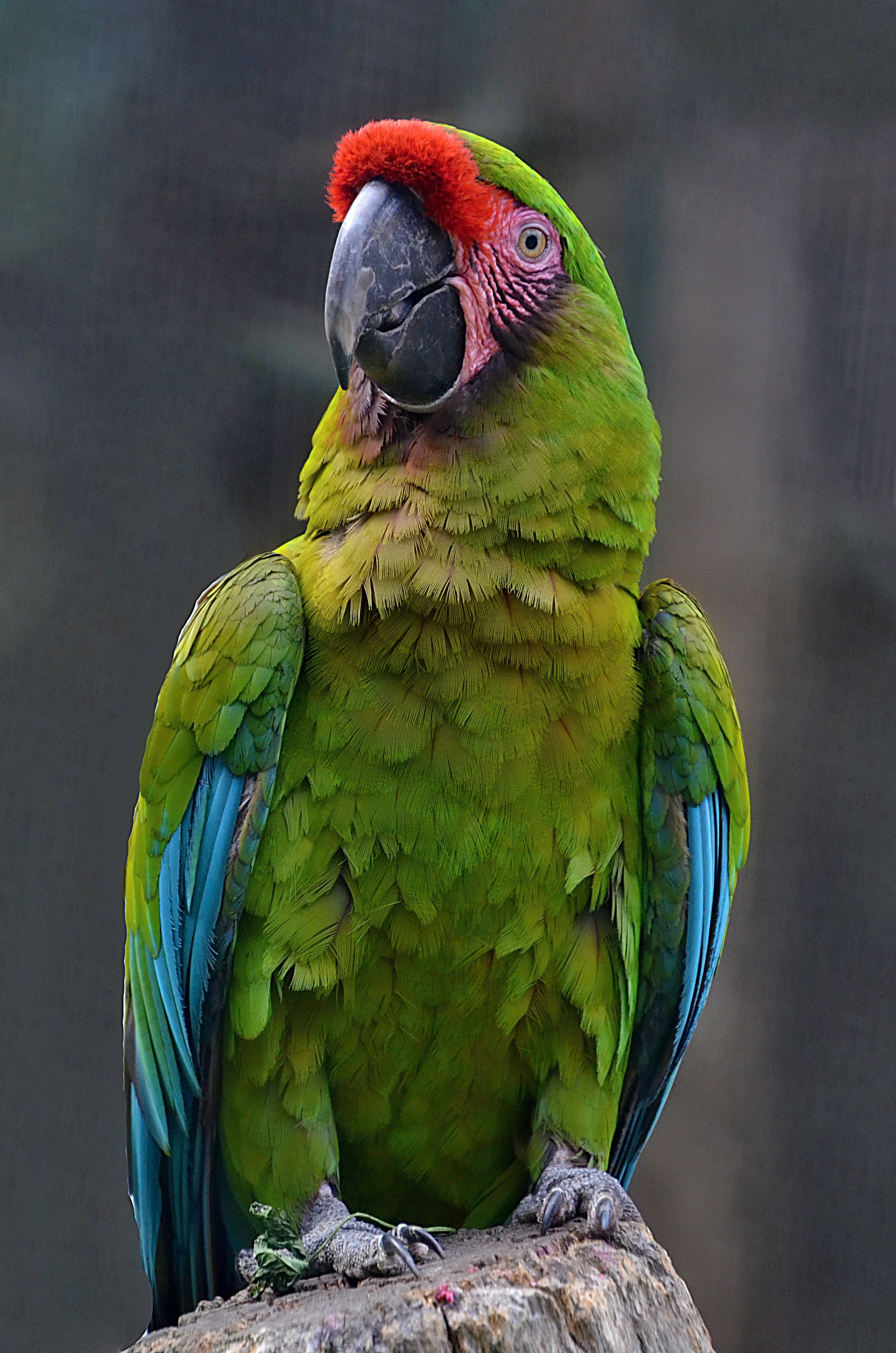 parrot 桌布 壁紙 — 一隻鮮綠色金剛鸚鵡頭戴紅色冠冕，警覺地棲息在粗糙的石頭上，其鋒利的黑色喙和專注的眼神引人注目。