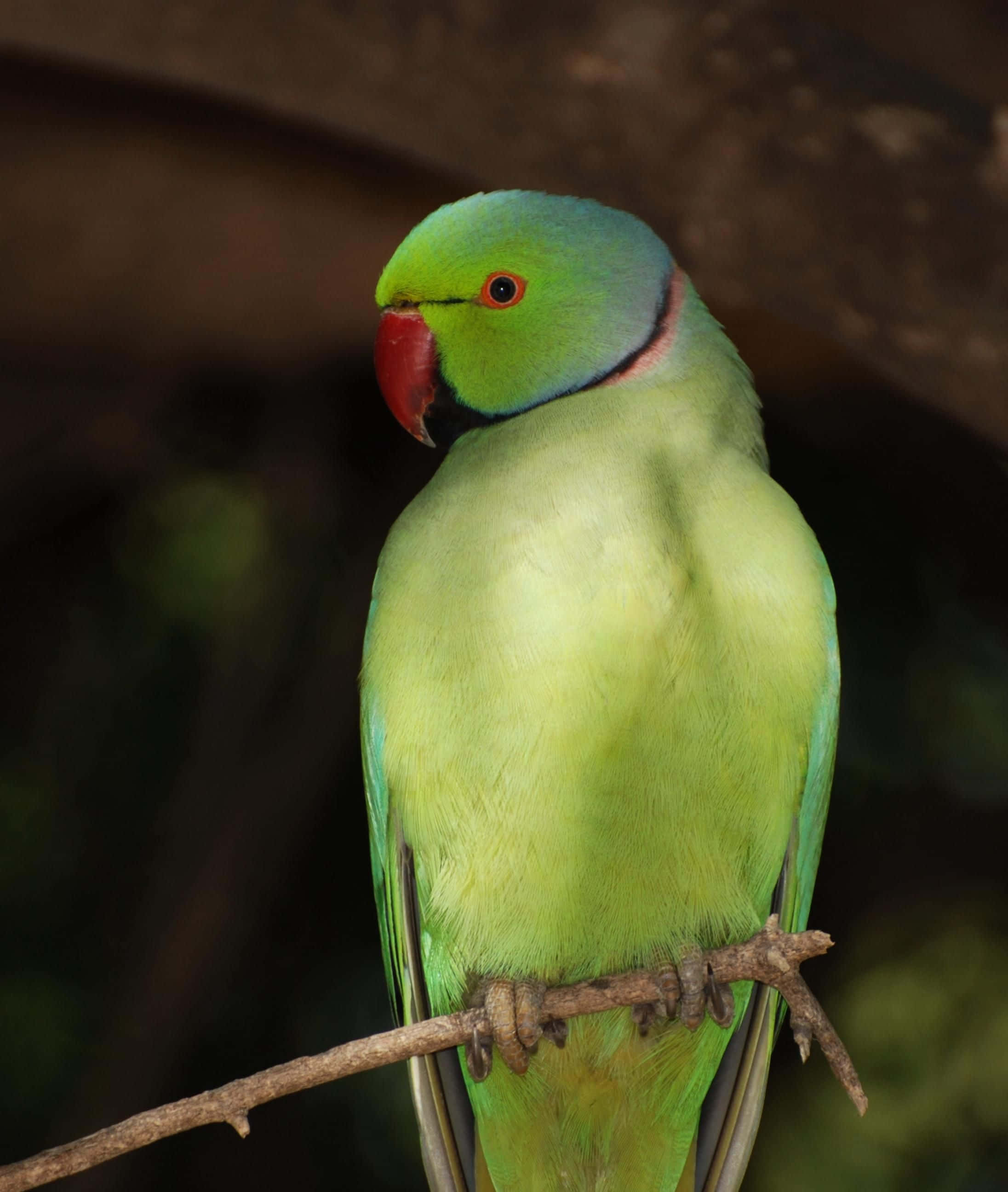parrot 桌布 壁紙 — 一隻鮮綠色鸚鵡，有紅色喙和眼圈，平靜地棲息在樹枝上，背景是黑暗模糊的森林。
