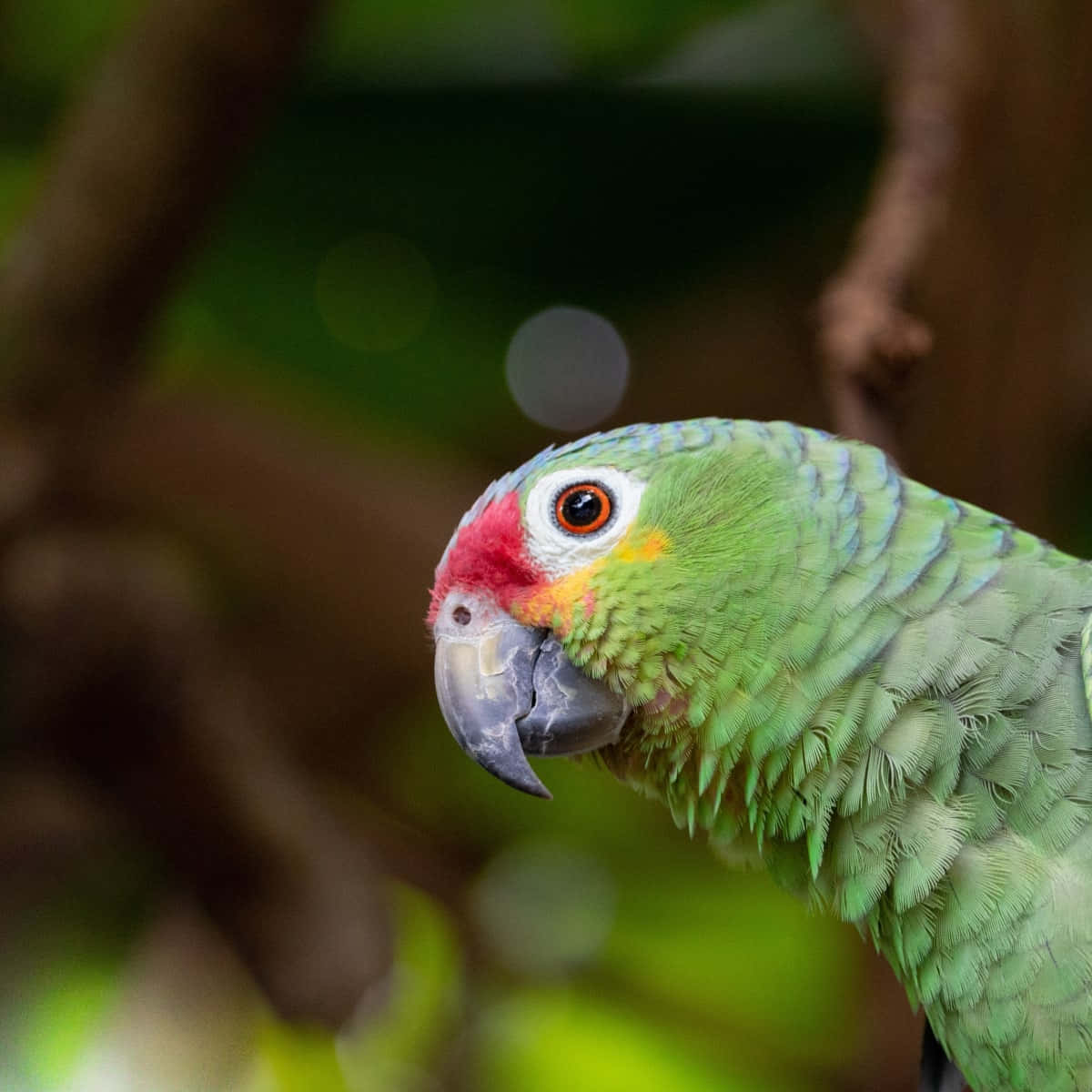parrot 桌布 壁紙 — 一隻鮮綠色鸚鵡，紅色前額和橙色臉頰斑點，棲息在模糊的森林樹葉中。