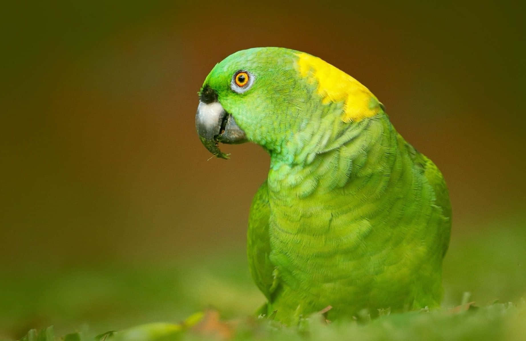 parrot 桌布 壁紙 — 一隻鮮綠色鸚鵡，頭頂有黃色冠羽和橙色眼睛，棲息在草地上，喙裡叼著一片葉子。