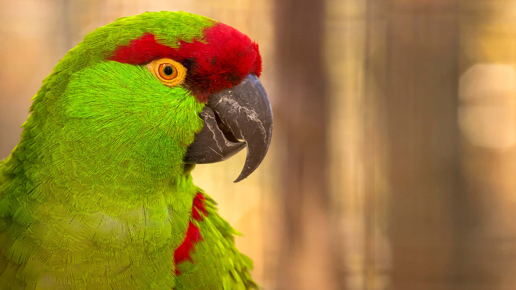 parrot 桌布 壁紙 — 一隻鮮綠色鸚鵡，頭頂紅色冠羽，喙部尖銳，在溫暖模糊的森林背景下專注凝視。