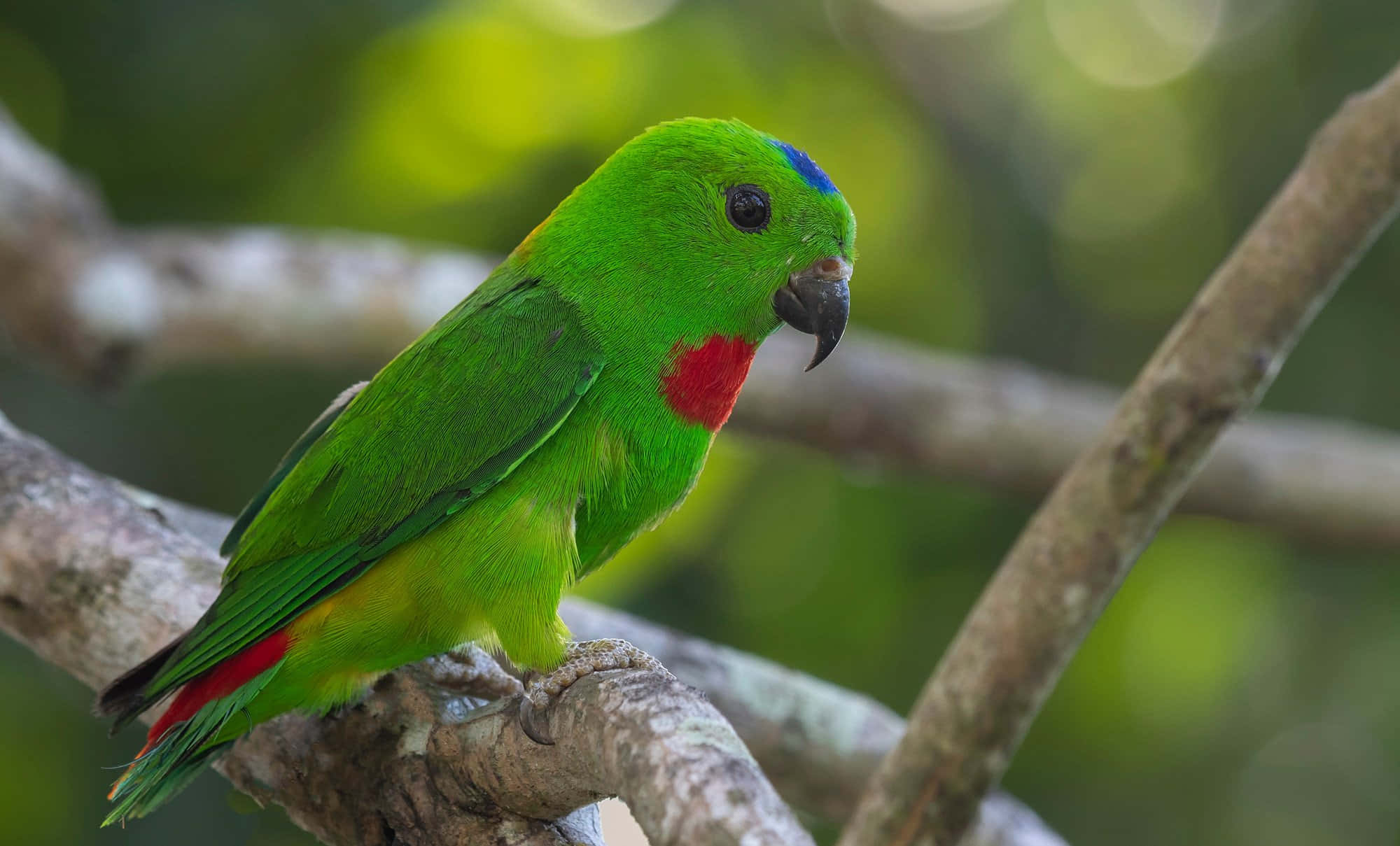 parrot 桌布 壁紙 — 一隻鮮綠色鸚鵡，頭頂藍色冠，喉嚨紅色，棲息在陽光普照的森林樹枝上。