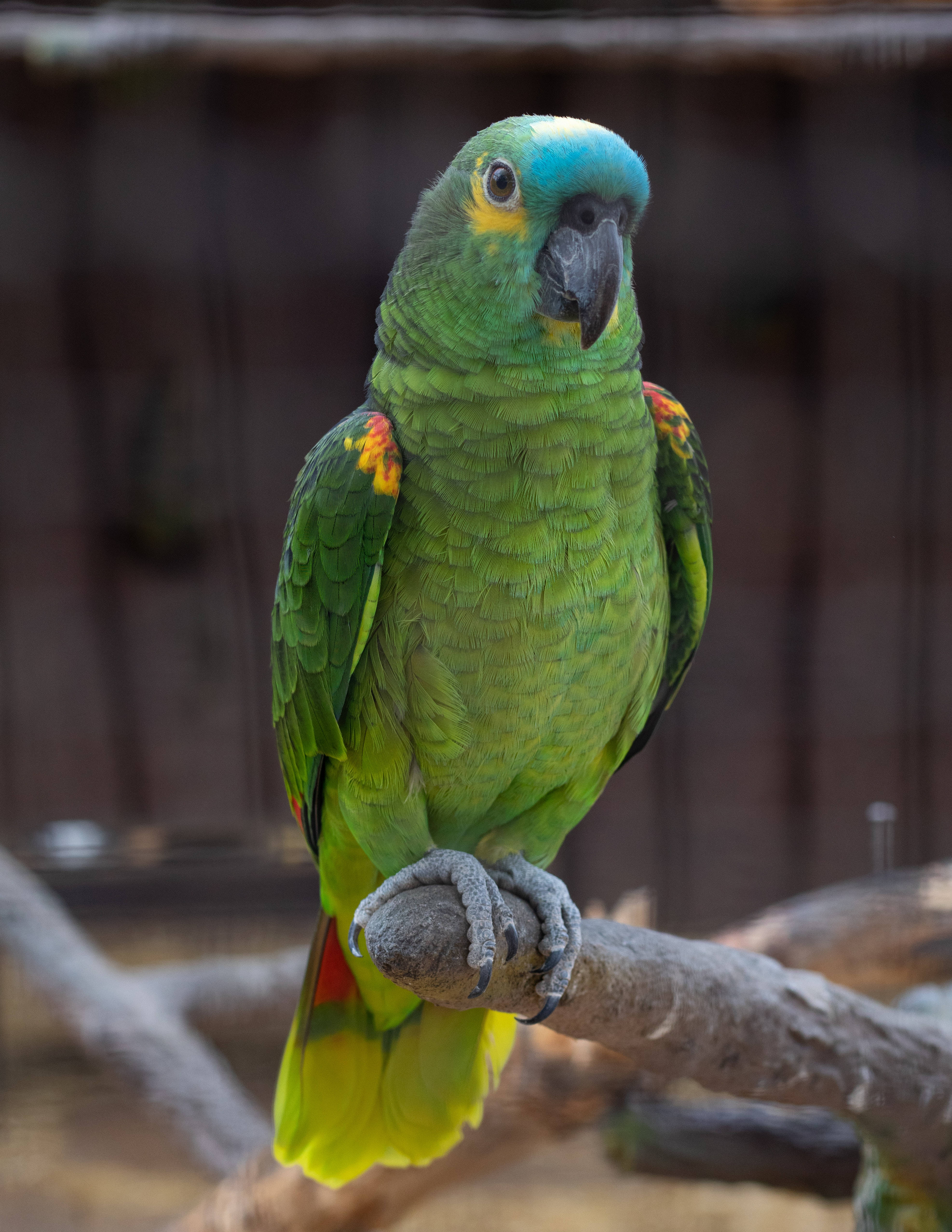 parrot 桌布 壁紙 — 一隻鮮綠色鸚鵡，頭頂藍色冠羽，帶有黃色斑紋，警覺地棲息在粗糙的木枝上。