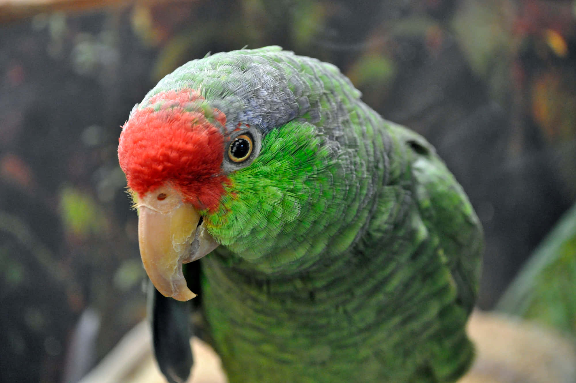 parrot 桌布 壁紙 — 一隻鮮綠色鸚鵡的近距離特寫，擁有亮紅色前額和黃色喙，直視鏡頭。