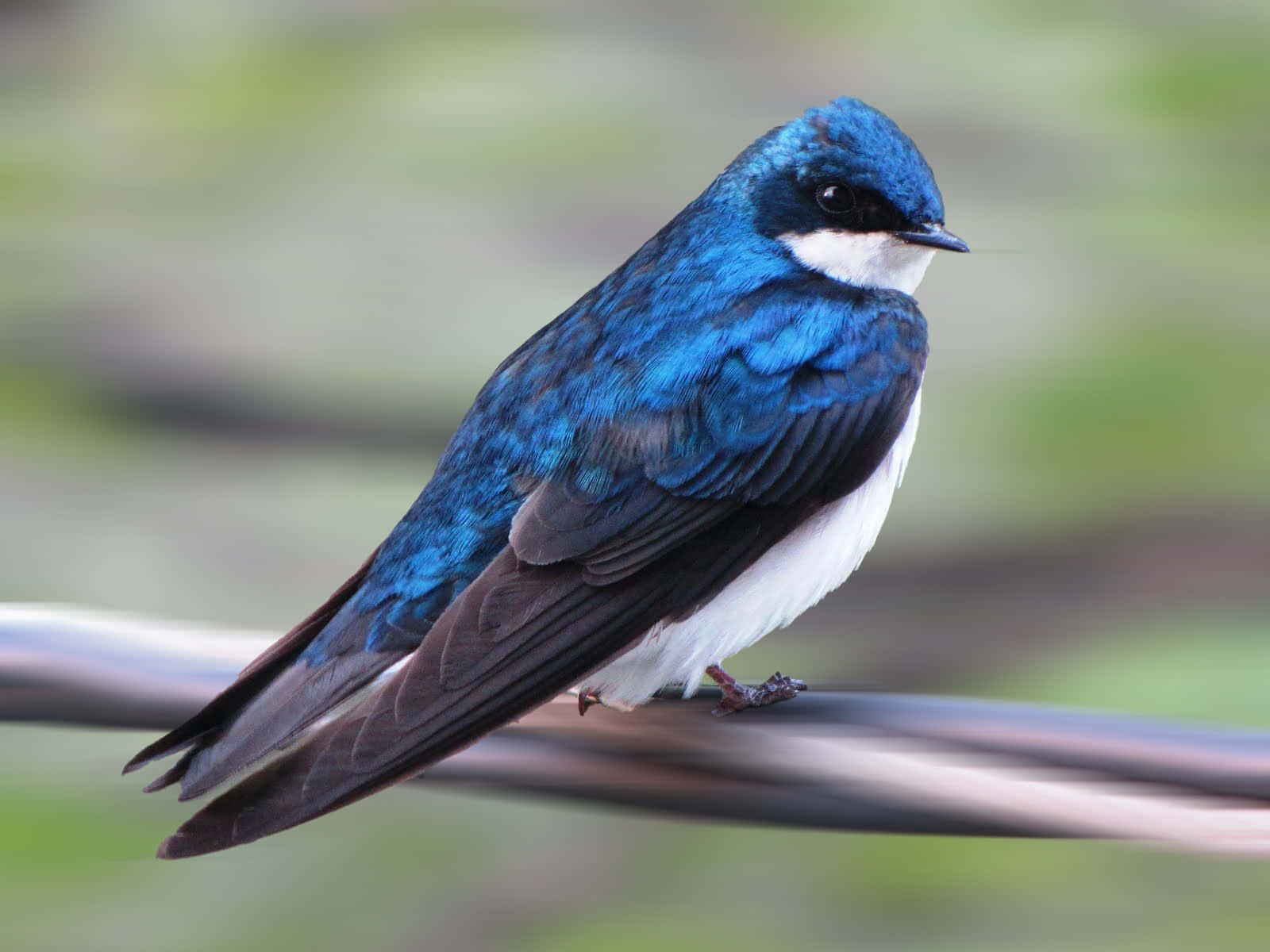 Swallow Bird 桌布 壁紙 — 一隻鮮藍色、腹部白色的鳥兒，在柔和的綠色模糊背景下，平靜地棲息在一條電線上。