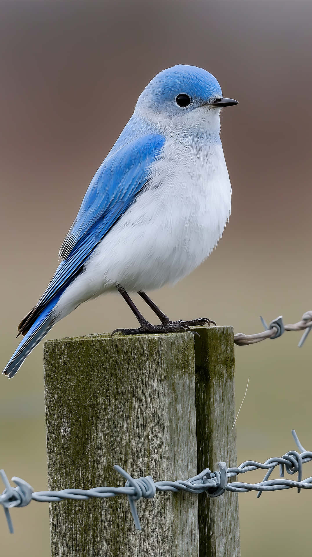 Bluebird Perched on Wooden Fence Post with Barbed Wire 壁紙 — 一隻鮮藍色、腹部白色的鳥警覺地棲息在一個纏繞著鐵絲網的風化木籬笆柱上。