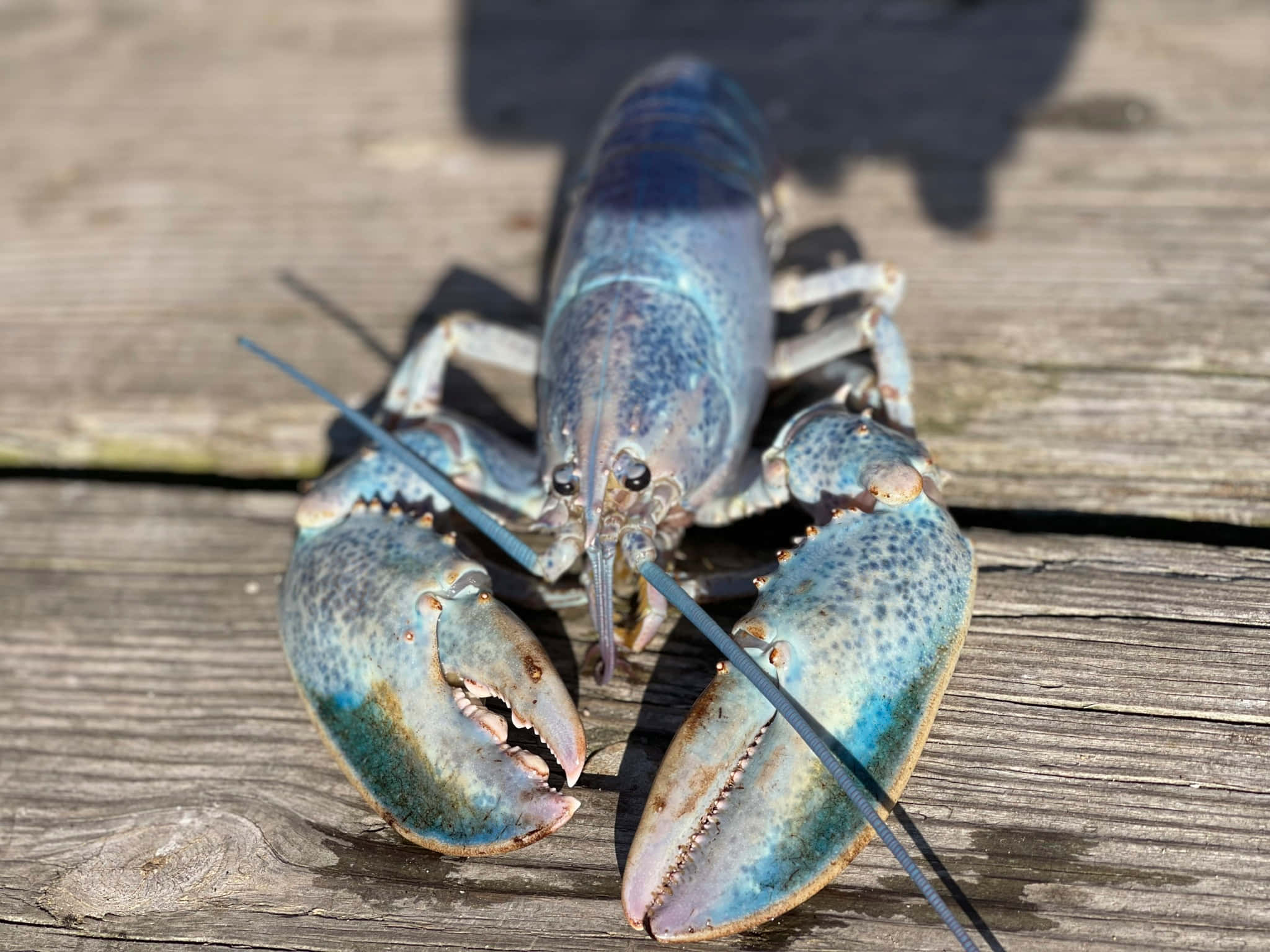 Lobster 桌布 壁紙 — 一隻鮮藍色帶斑點殼的龍蝦，在明亮的陽光下棲息在風化的木板上。